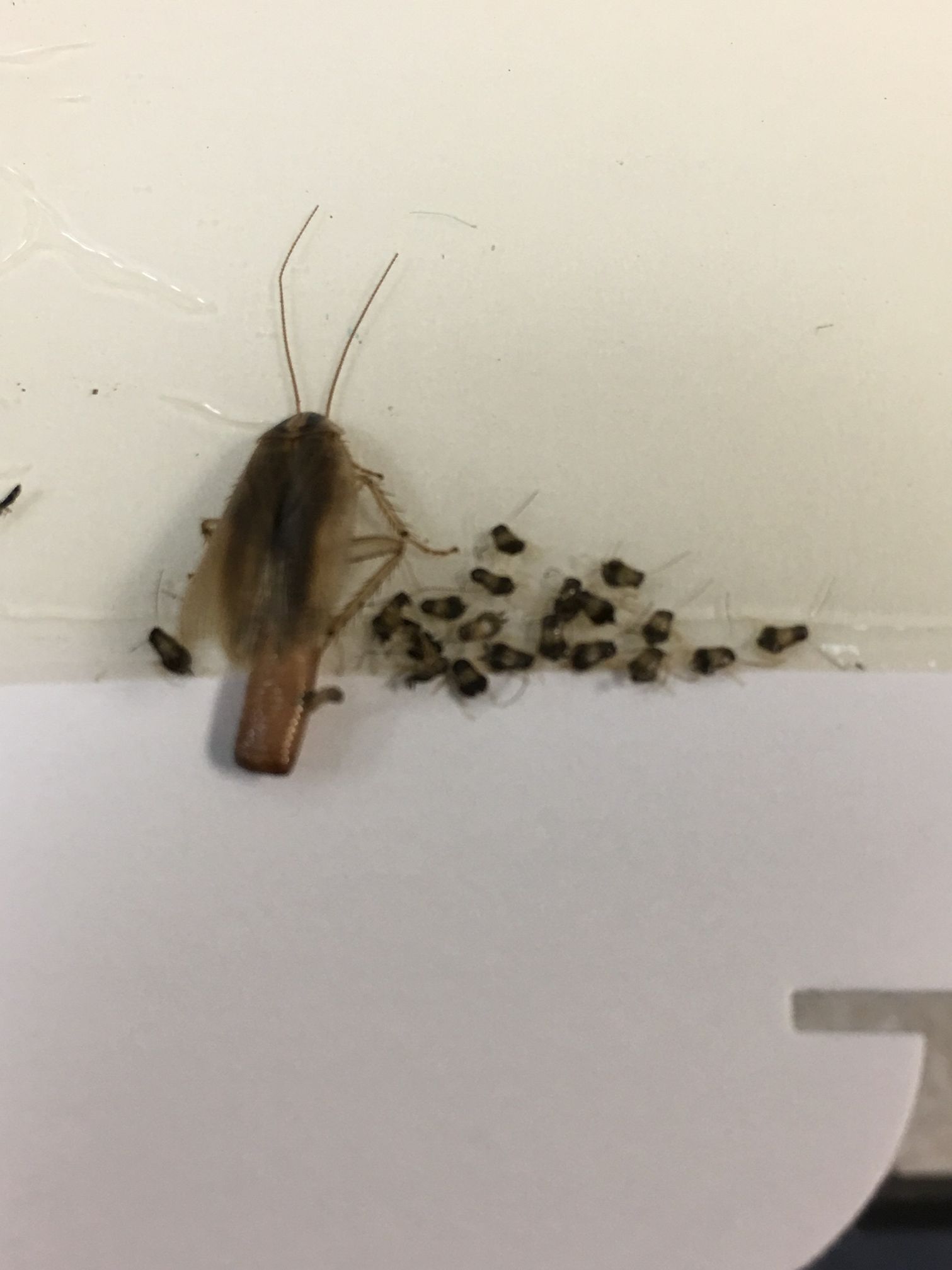 PROFESSIONAL PEST CONTROL PRODUCTS, INC