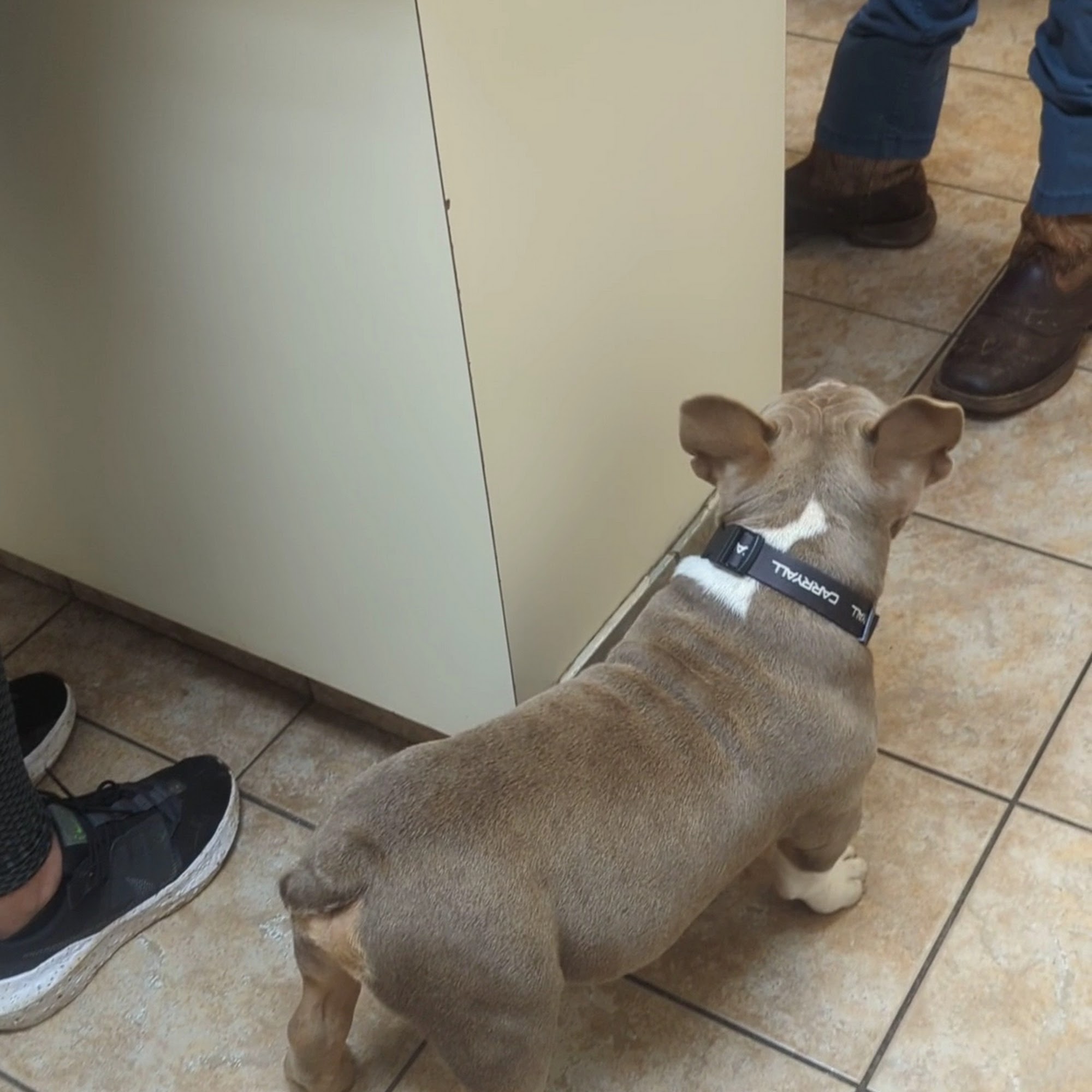 Commerce Veterinary Hospital Commerce