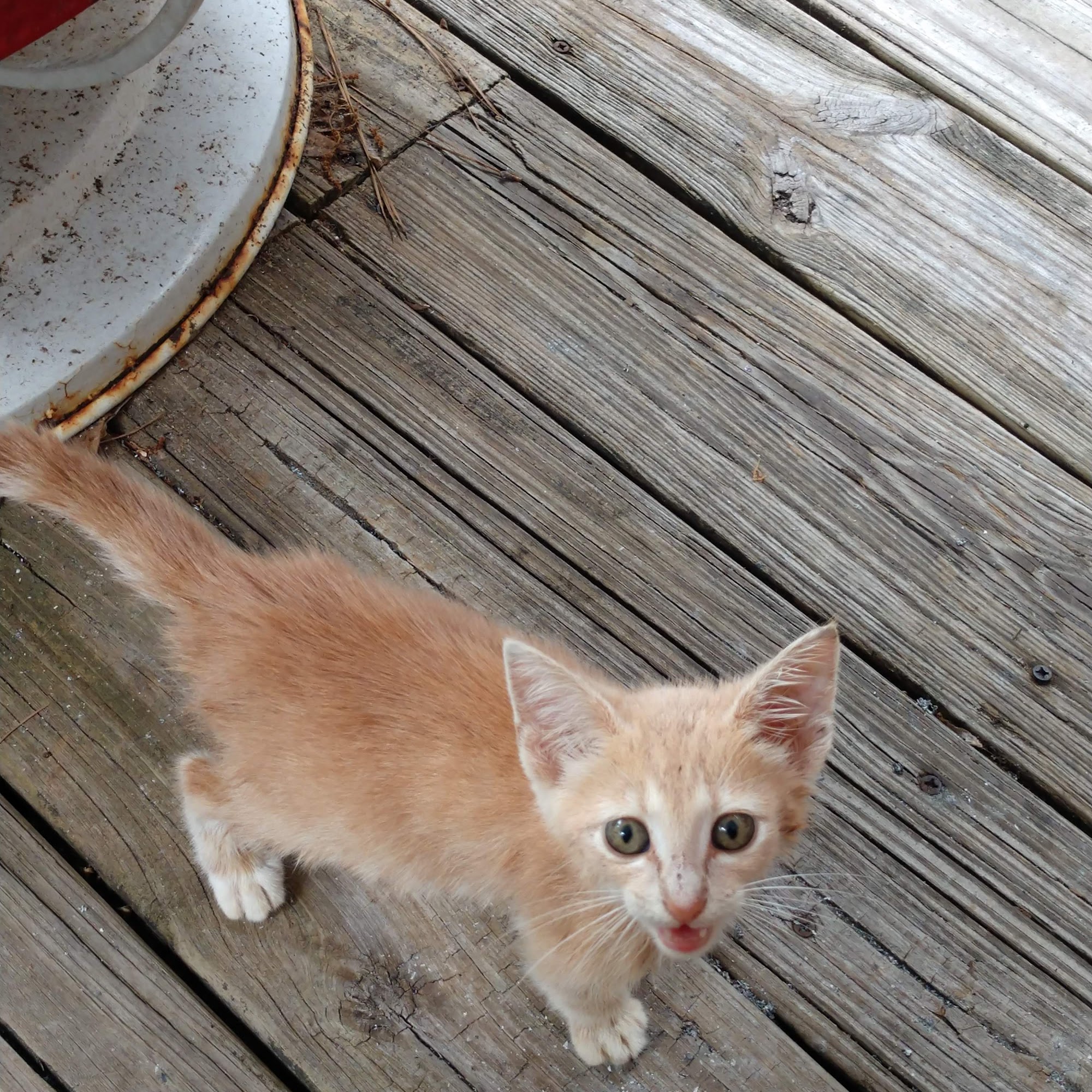 Honey Creek Veterinary Hospital Conyers