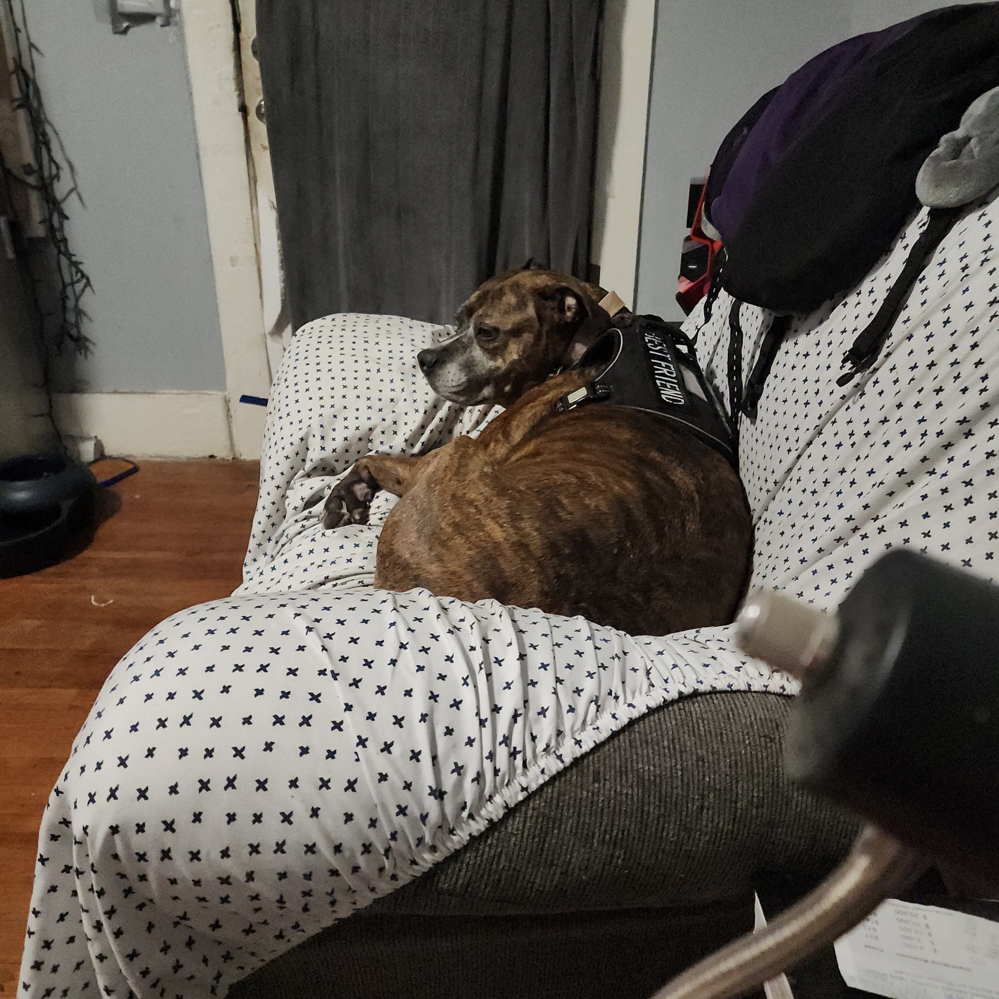 Rockdale Animal Hospital Conyers