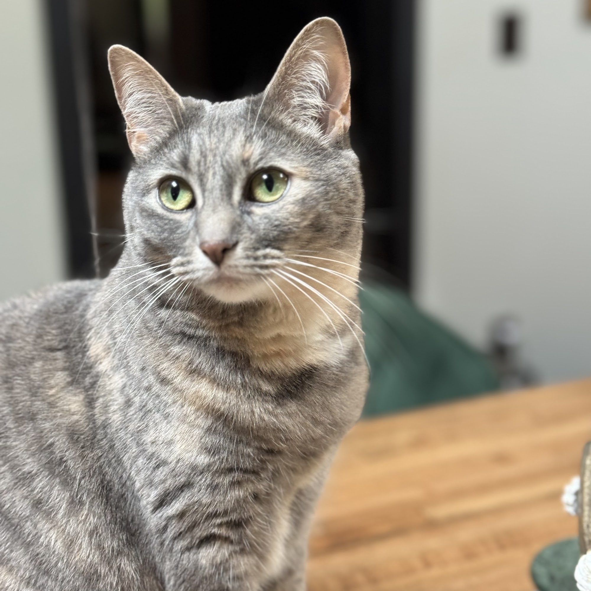 Dennis Veterinary Clinic Conyers