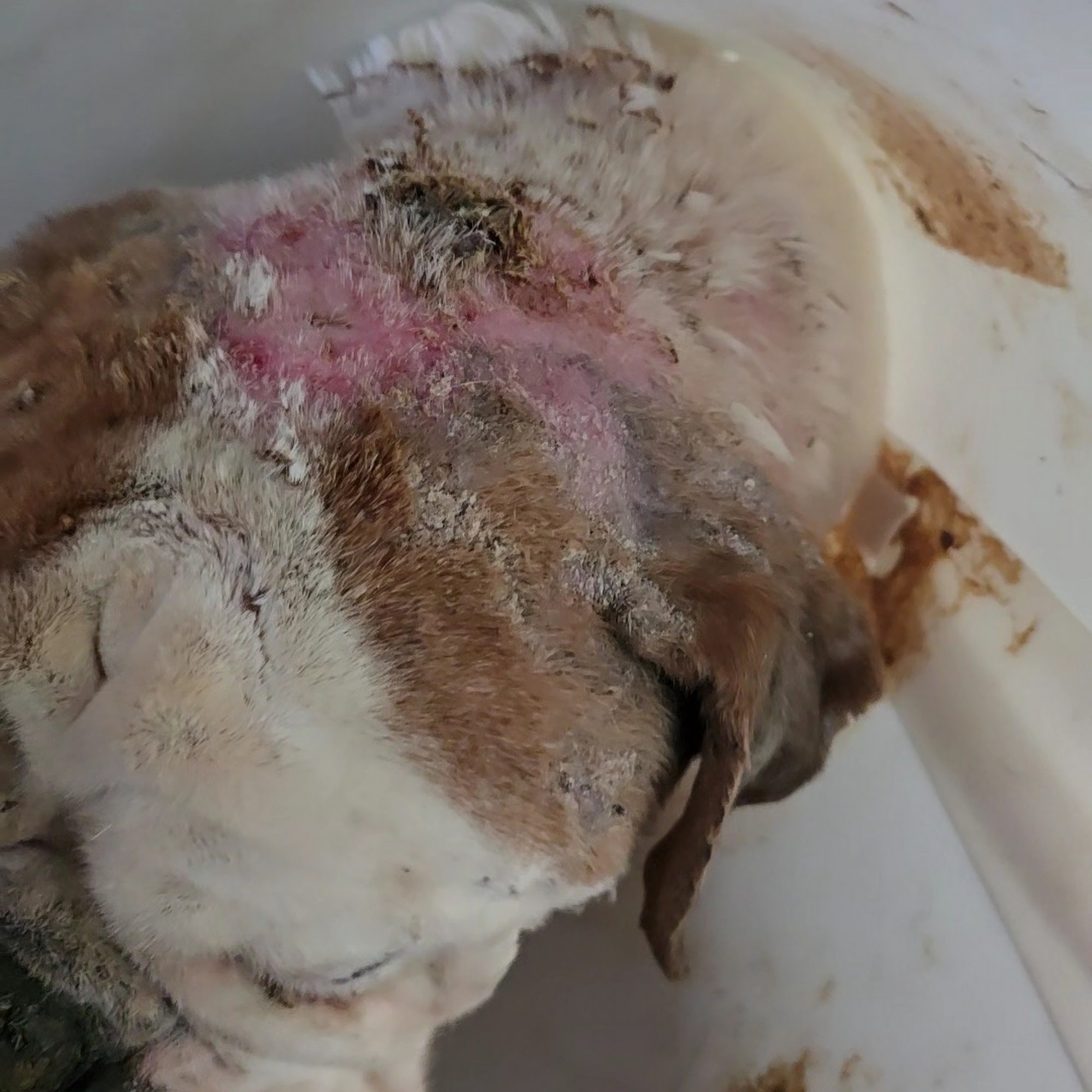 Spring Lake Animal Hospital Conyers