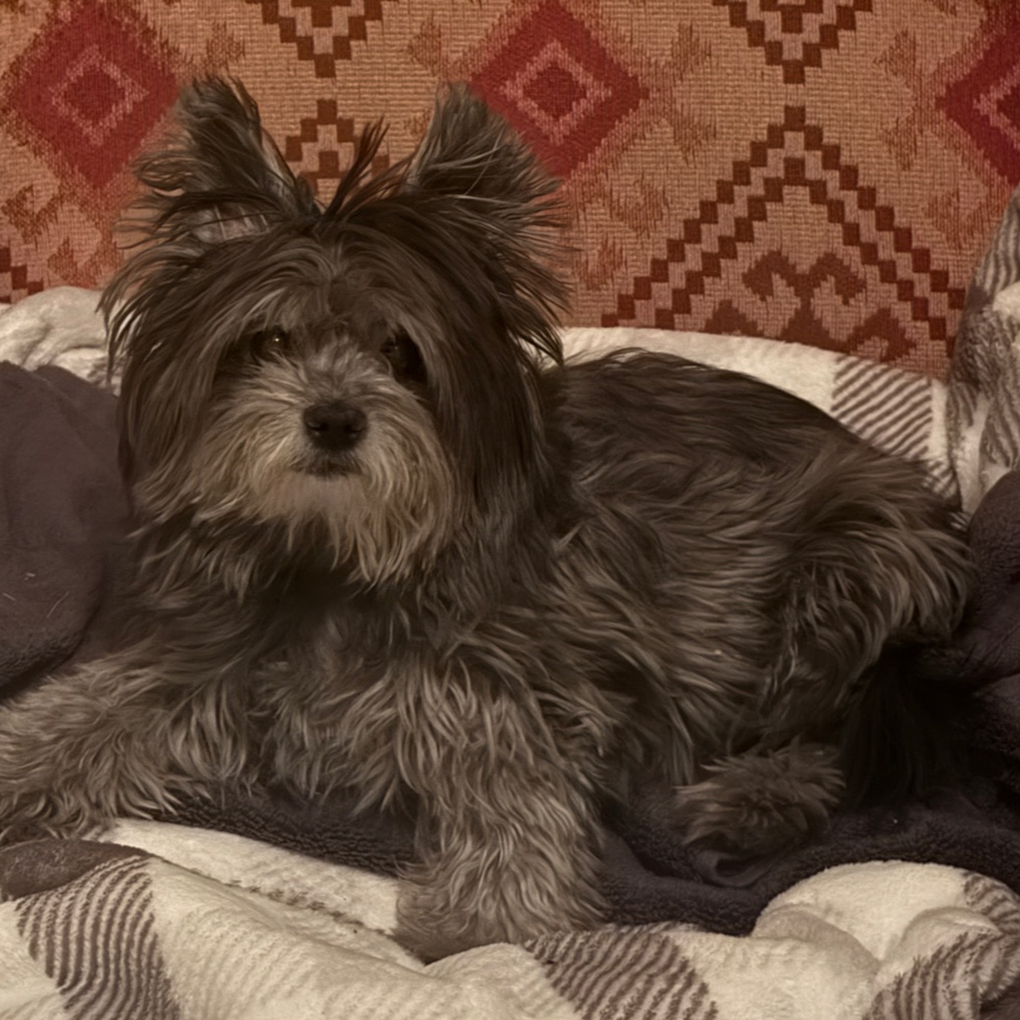 Conyers Animal Hospital Conyers