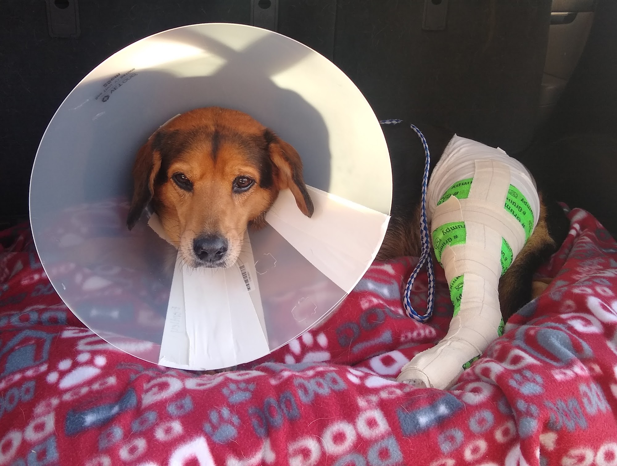 Budget Vet, LLC Conyers