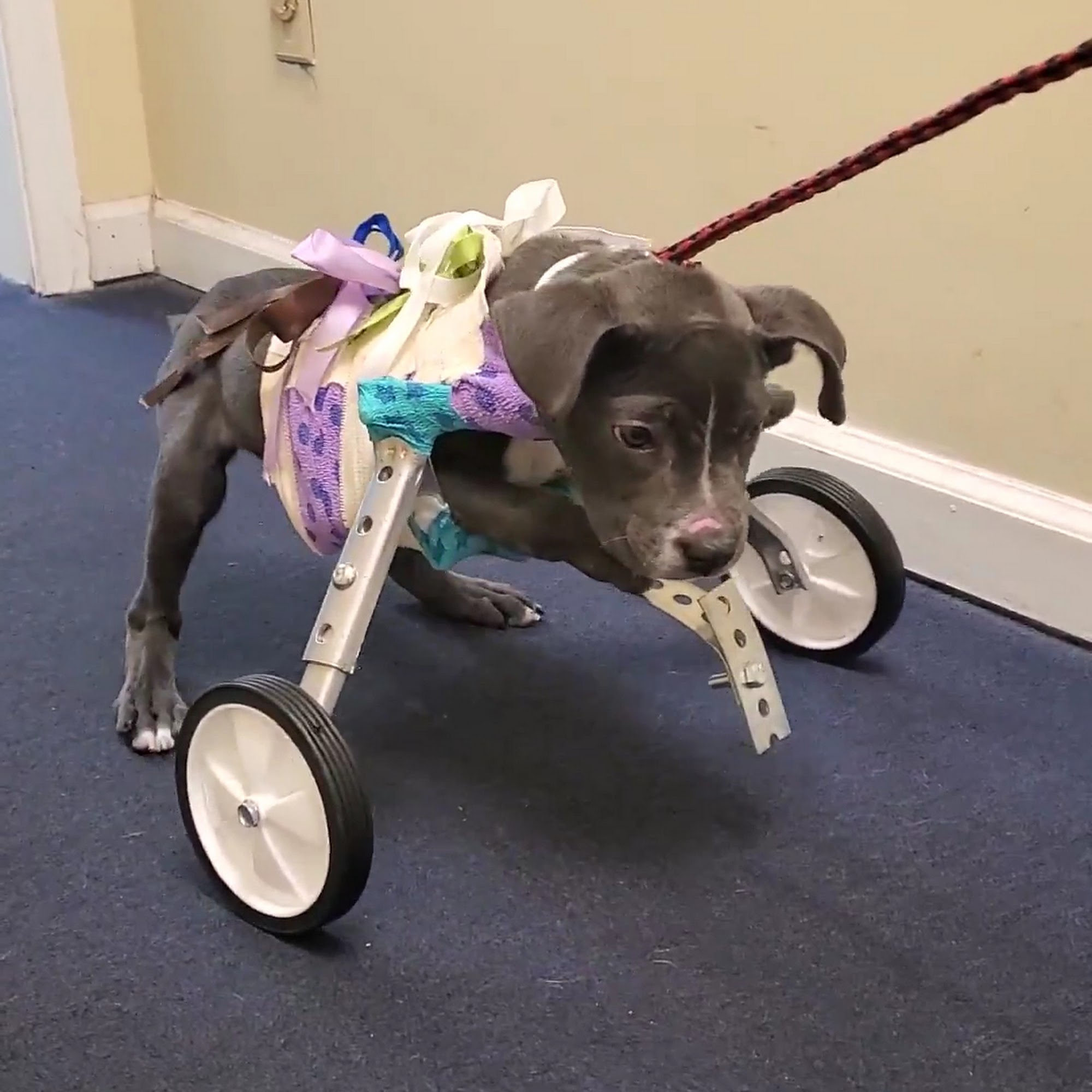 Budget Vet, LLC Conyers