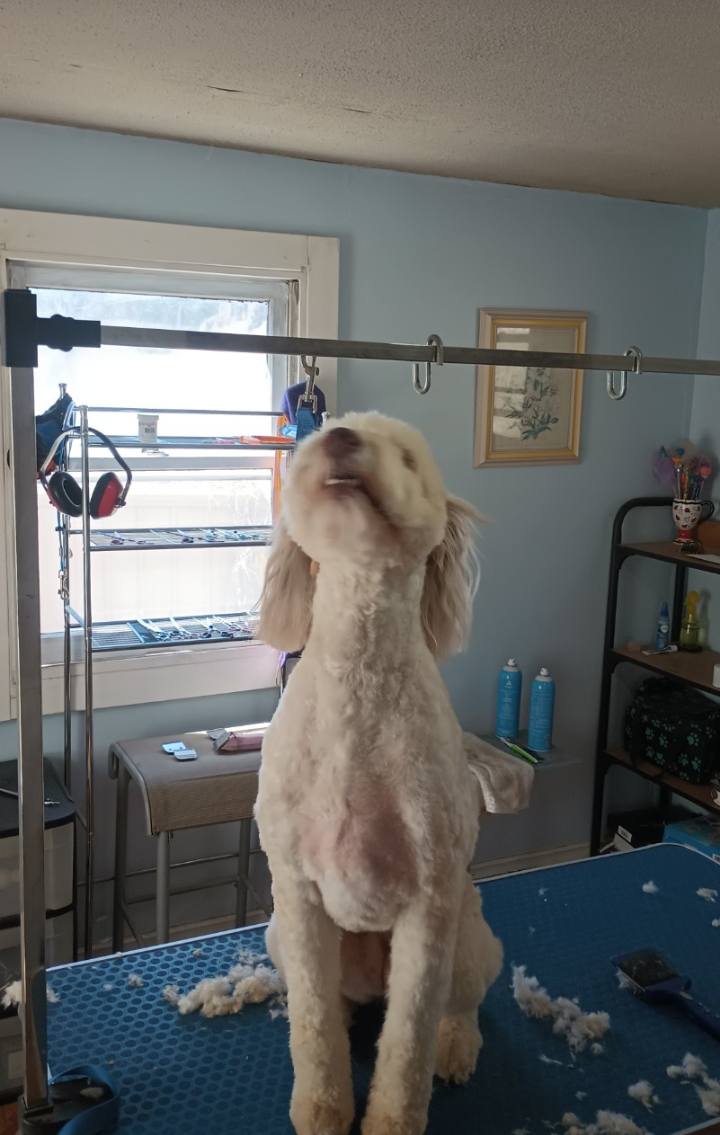 Grubby Paws Grooming Salon