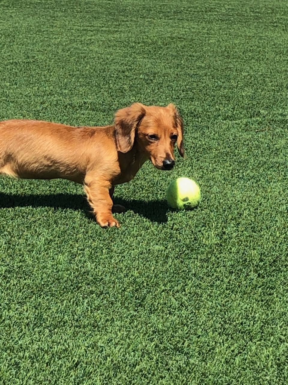 Blackshear Veterinary Hospital Cordele