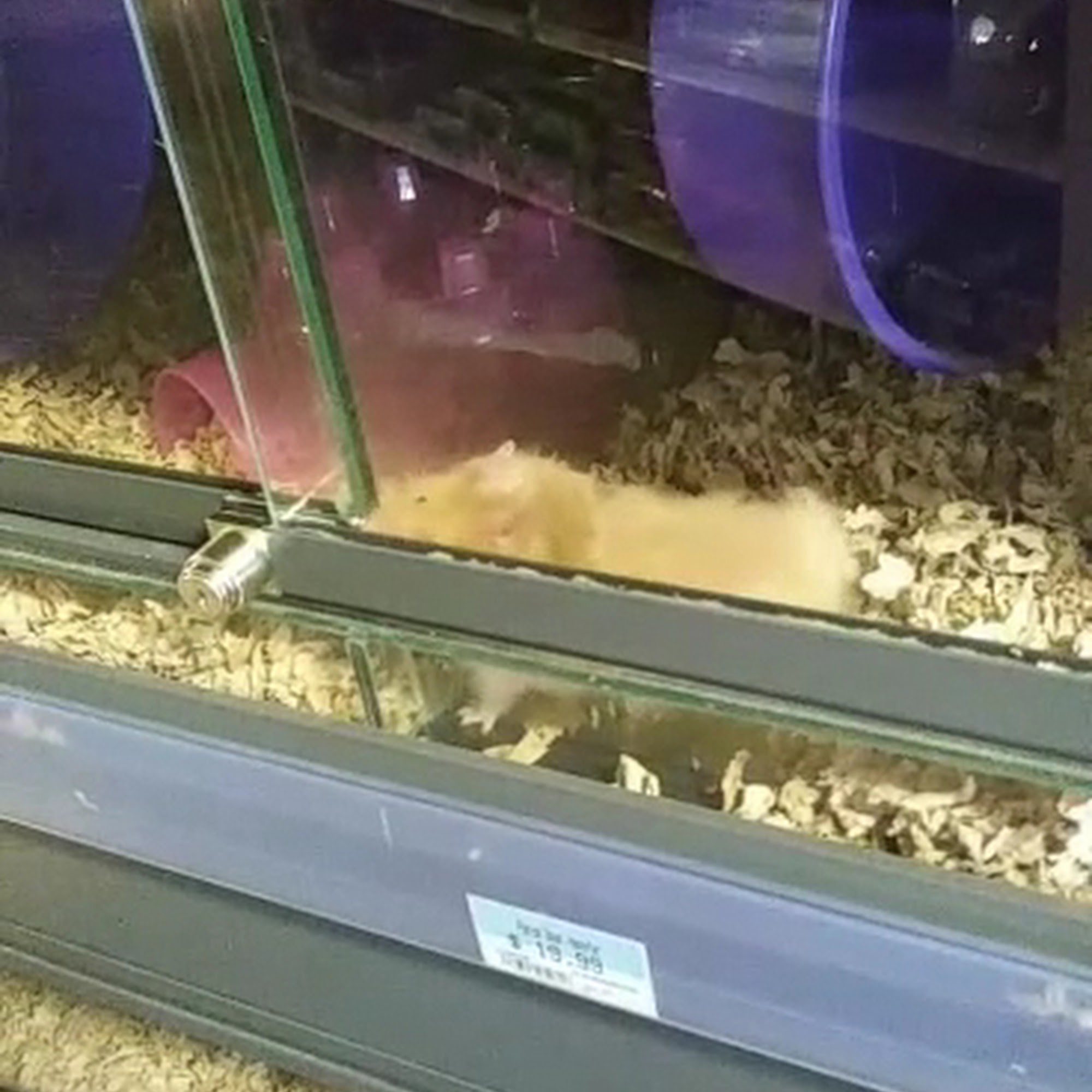 Petsense by Tractor Supply Covington