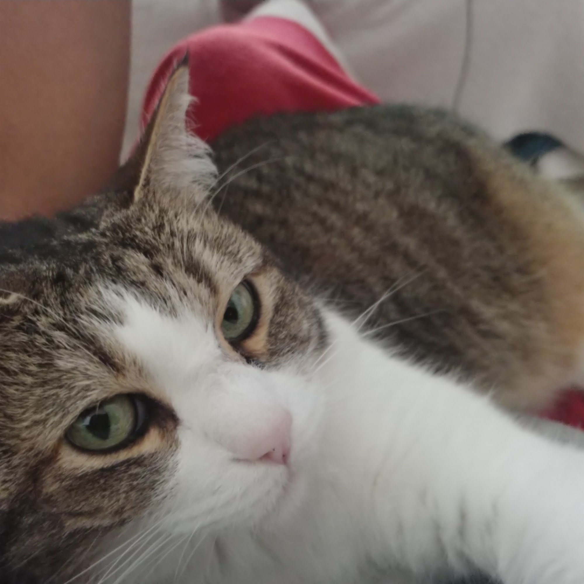 Oak Hill Animal Hospital Covington