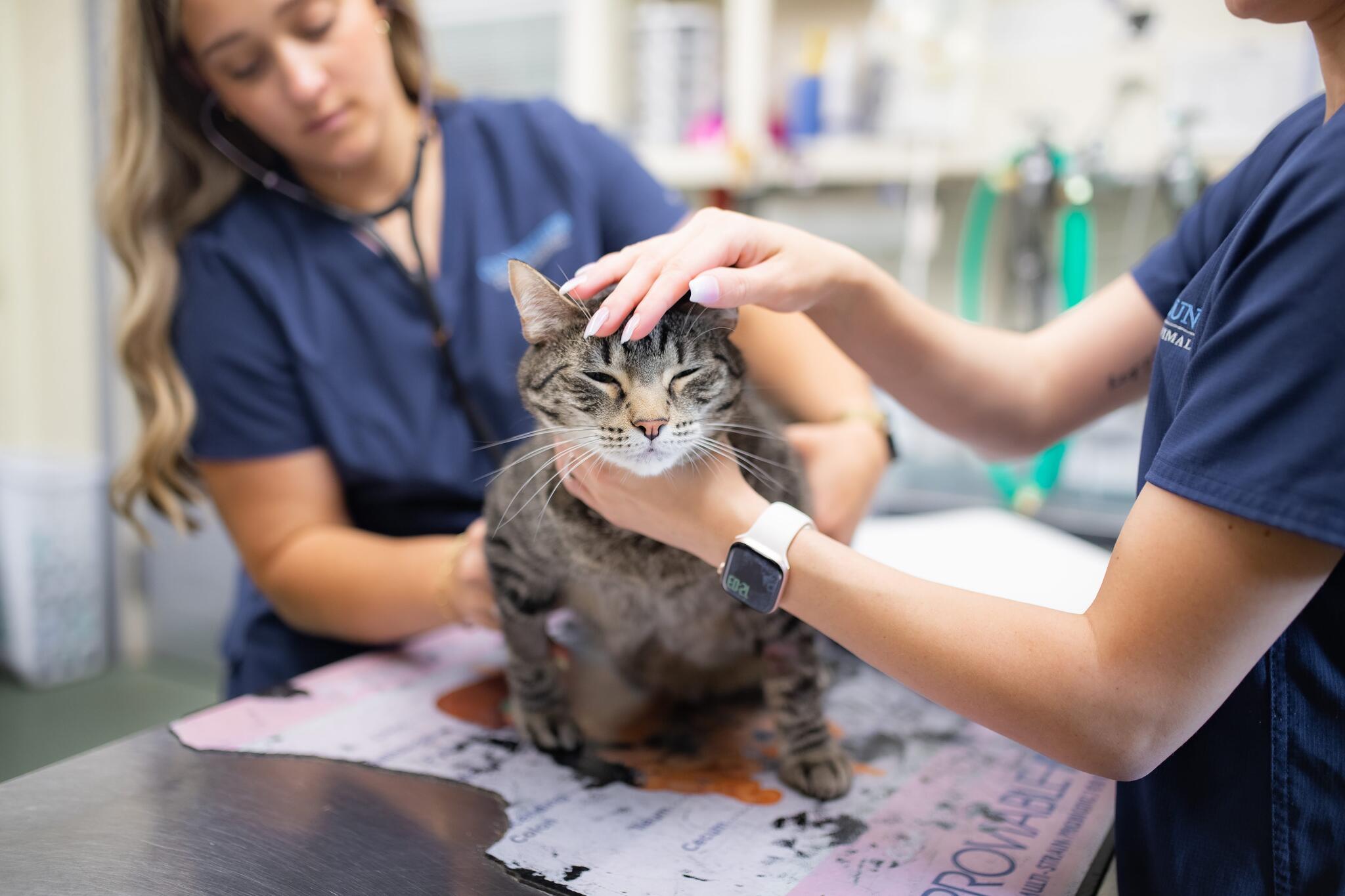 Countryside Veterinary Services Covington