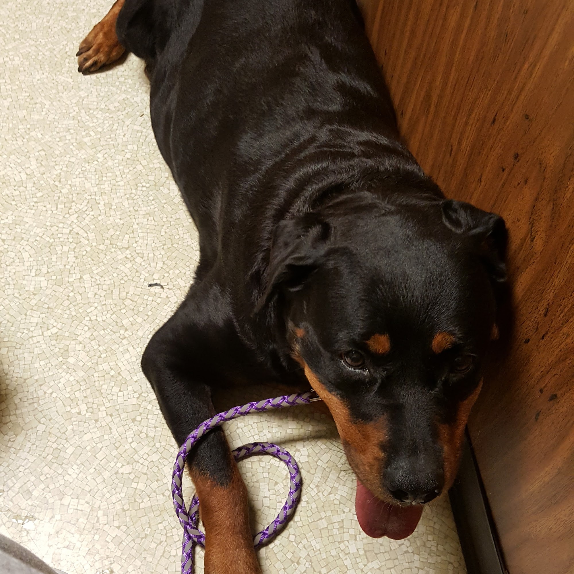 Sigman Veterinary Clinic Covington