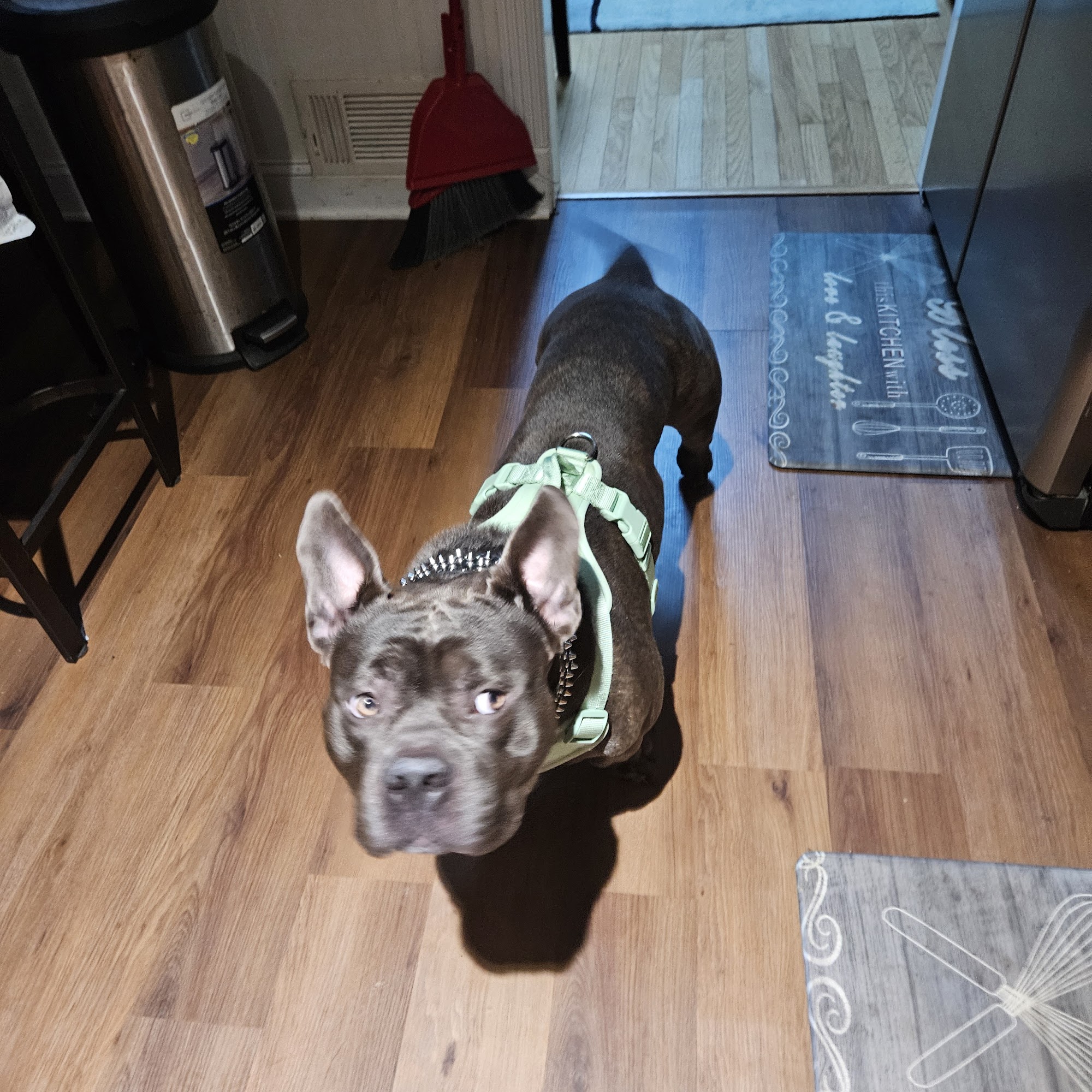 Vet Vaccinations Clinic at Tractor Supply Co. Covington