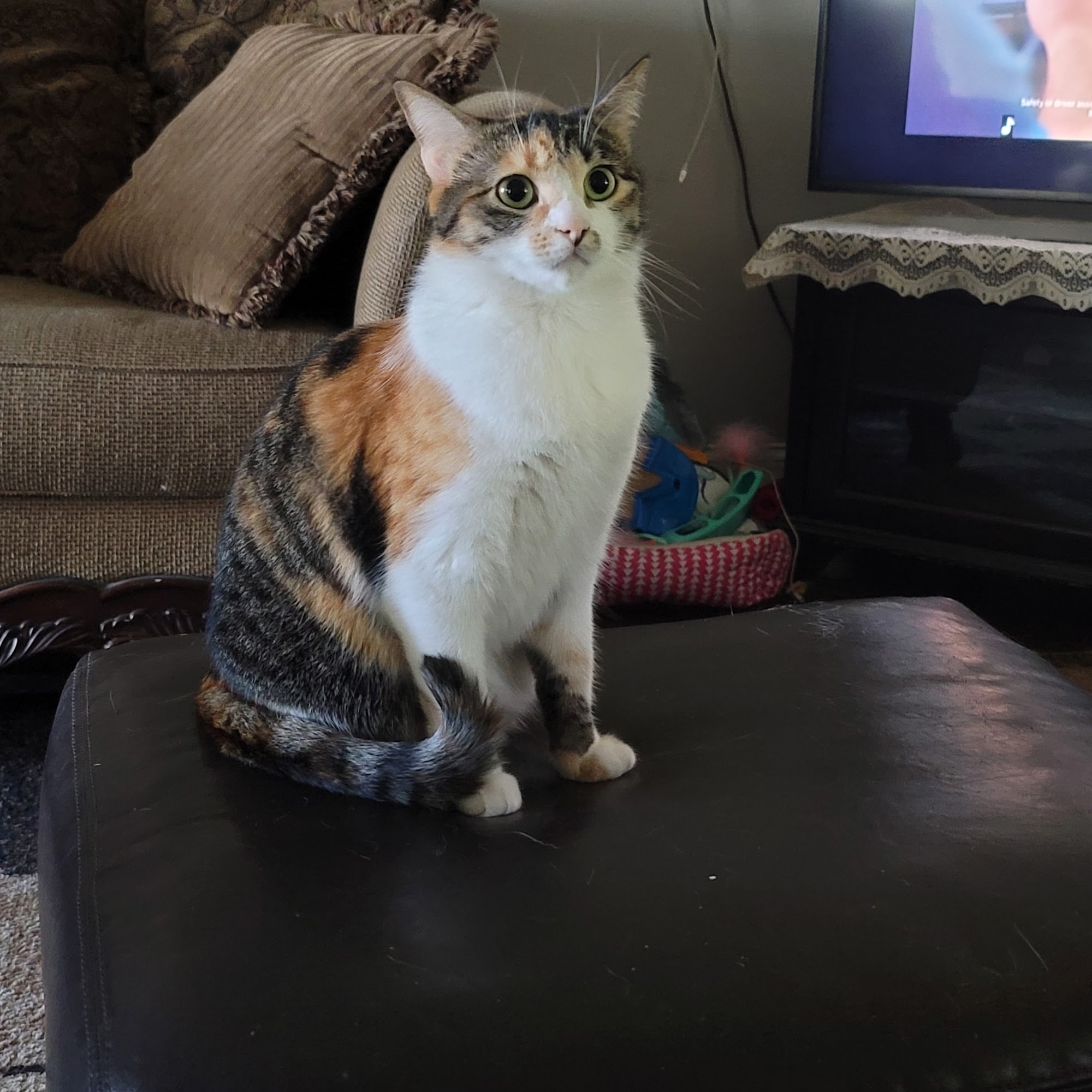 Animal Medical Of Covington Covington