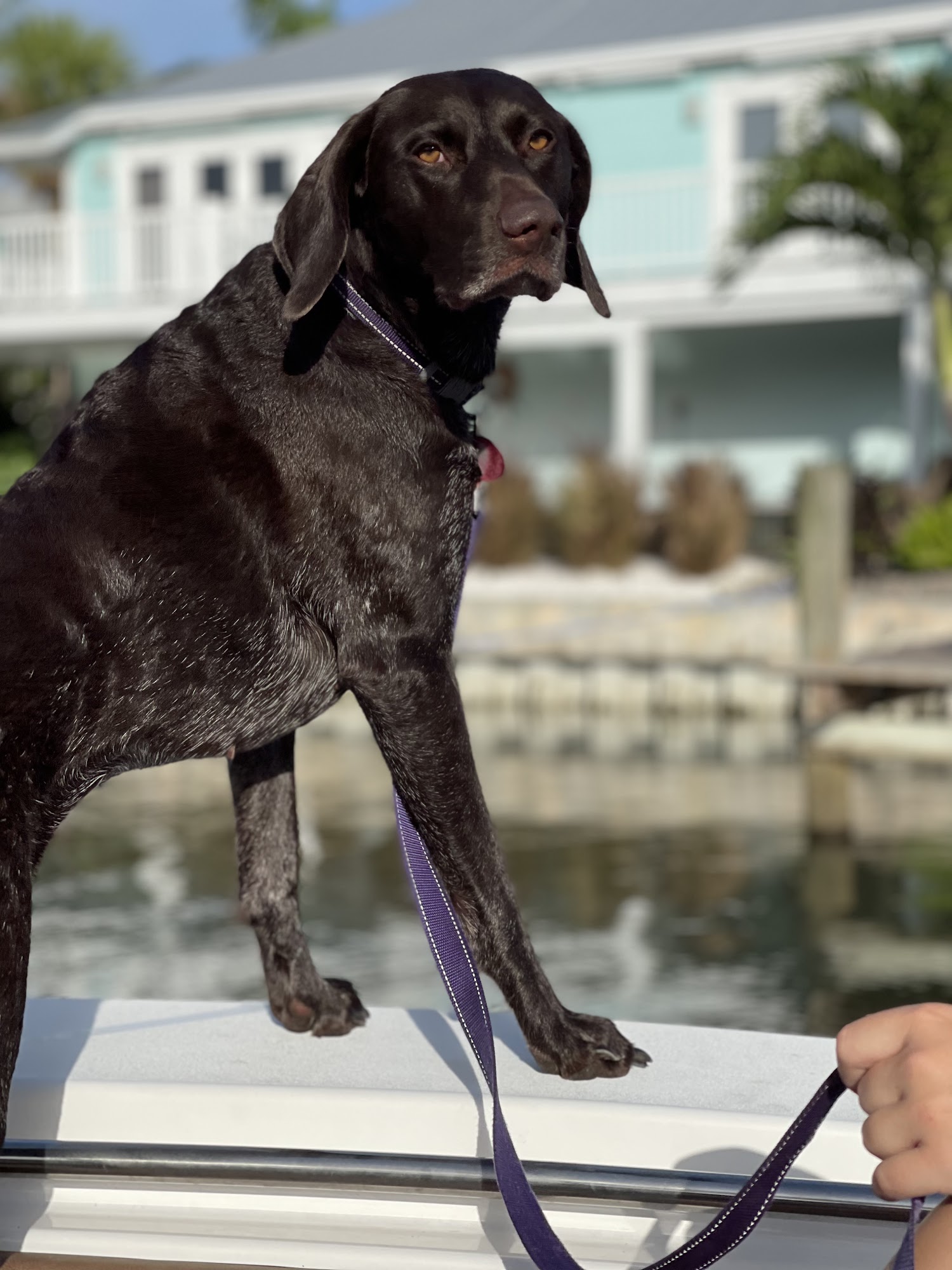 Wellspring Animal Hospital Pc Covington