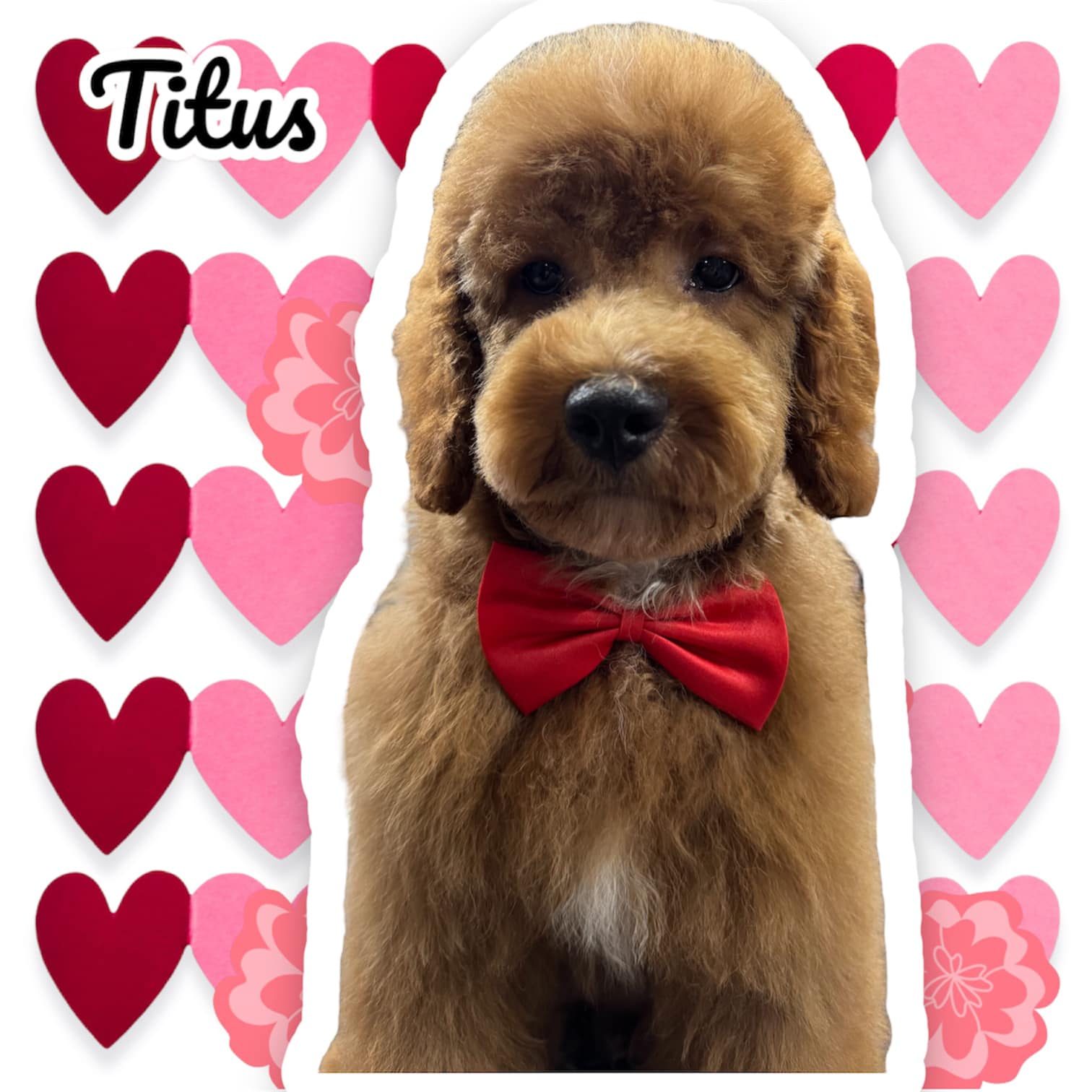 Perfect Paws Covington