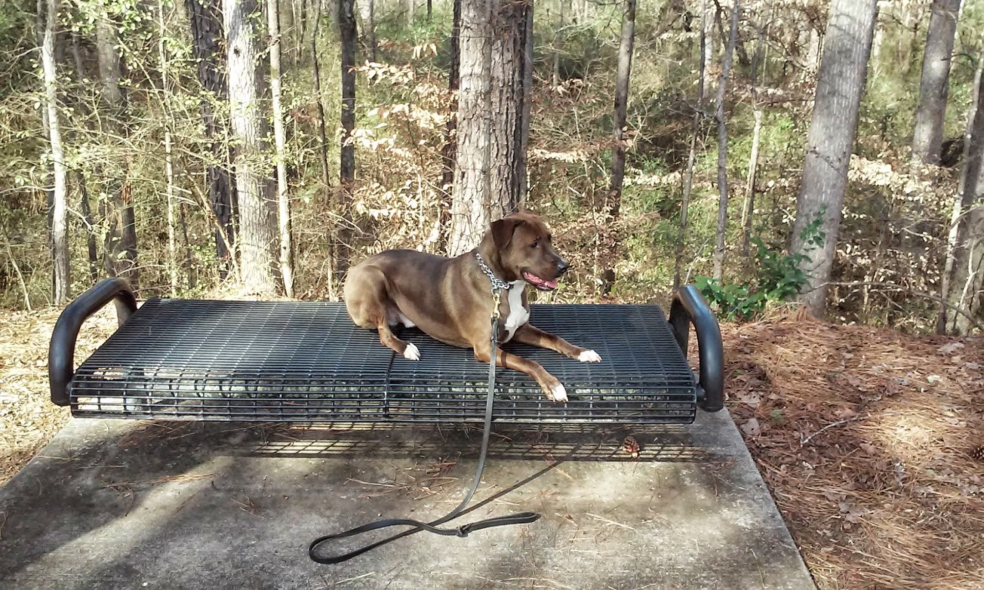 Iron Will Dog Training Covington