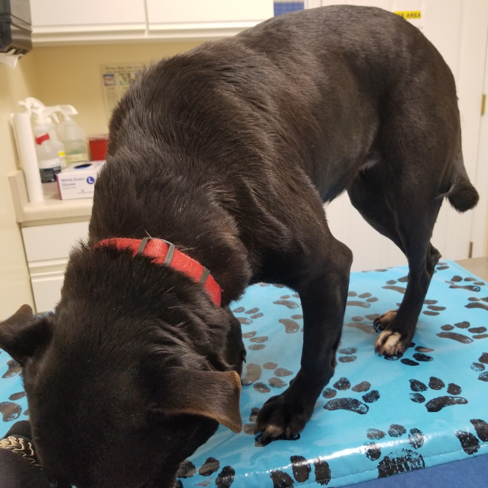 Oglethorpe Animal Clinic Crawford