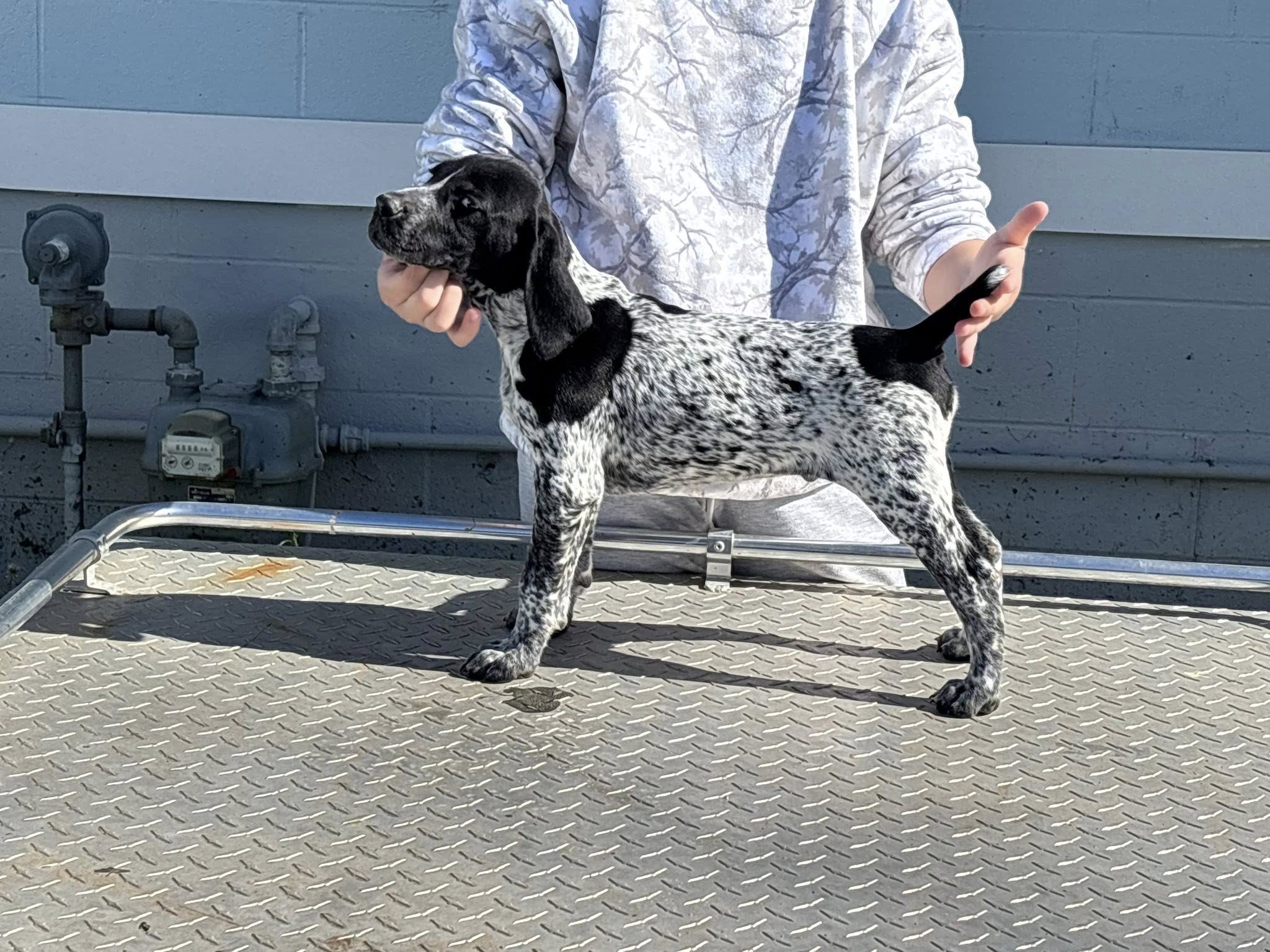 All American Pointers GSP-(DK) & GWP-(DD) BREEDER Crawford