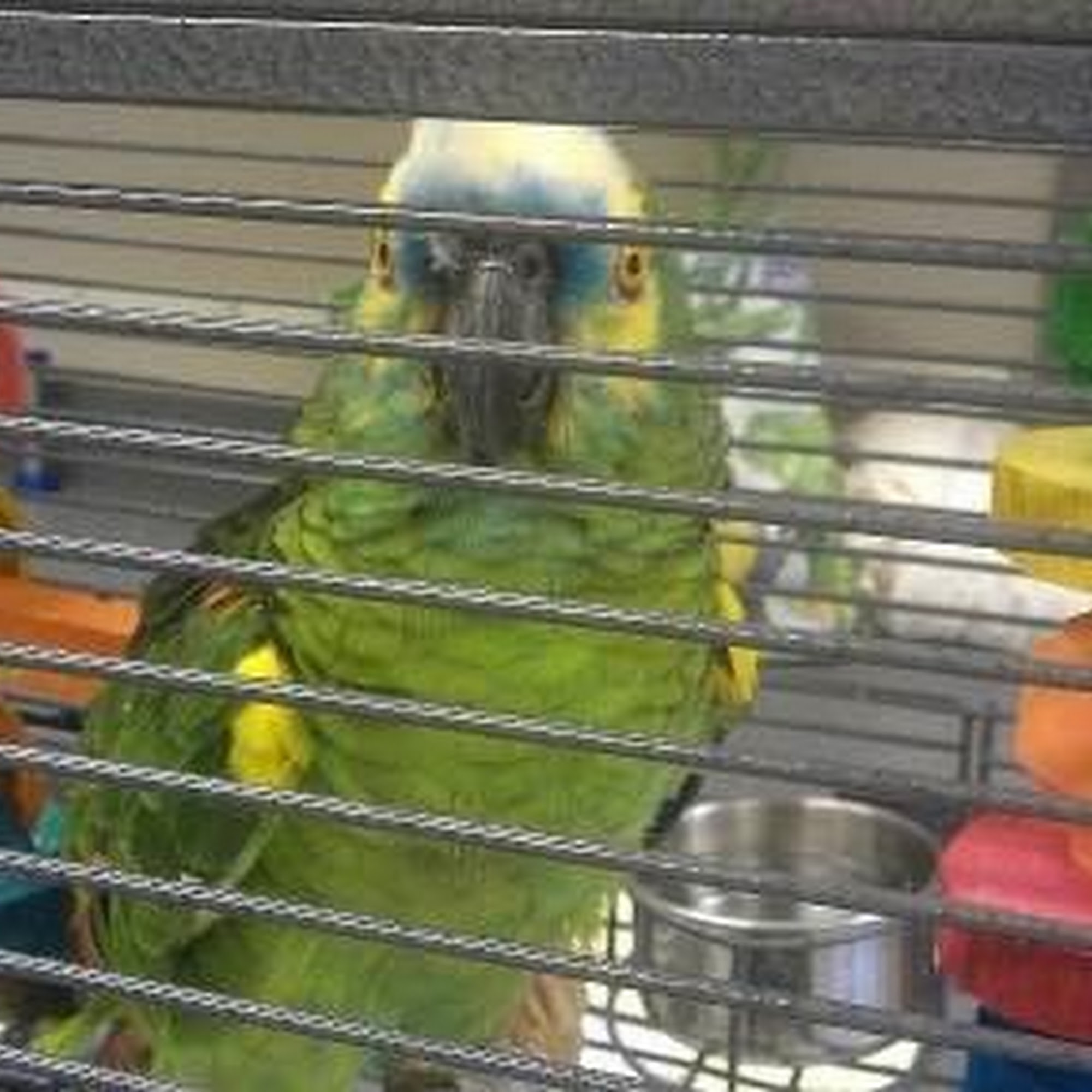 Sawnee Animal Clinic Cumming