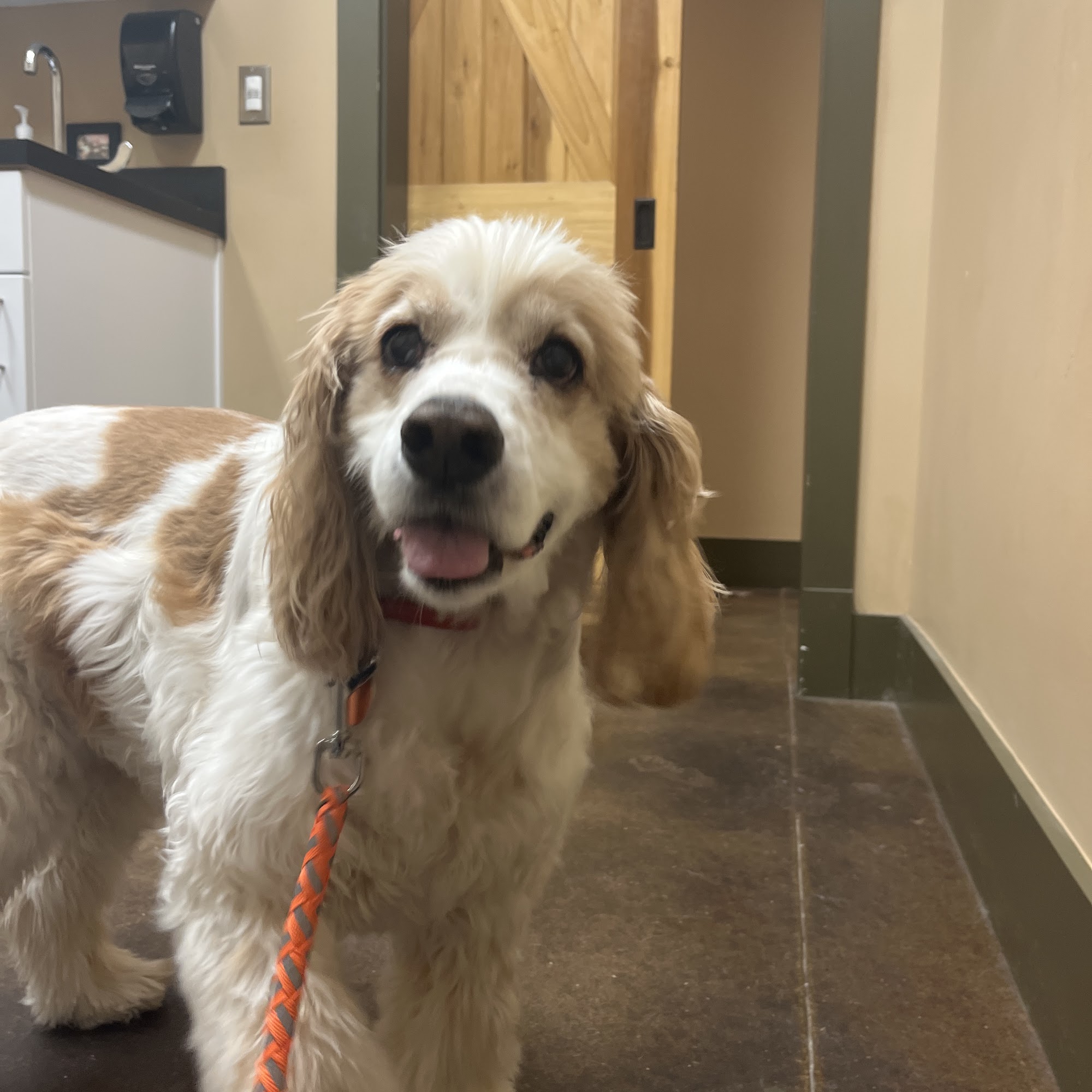 Big Creek Animal Hospital Cumming