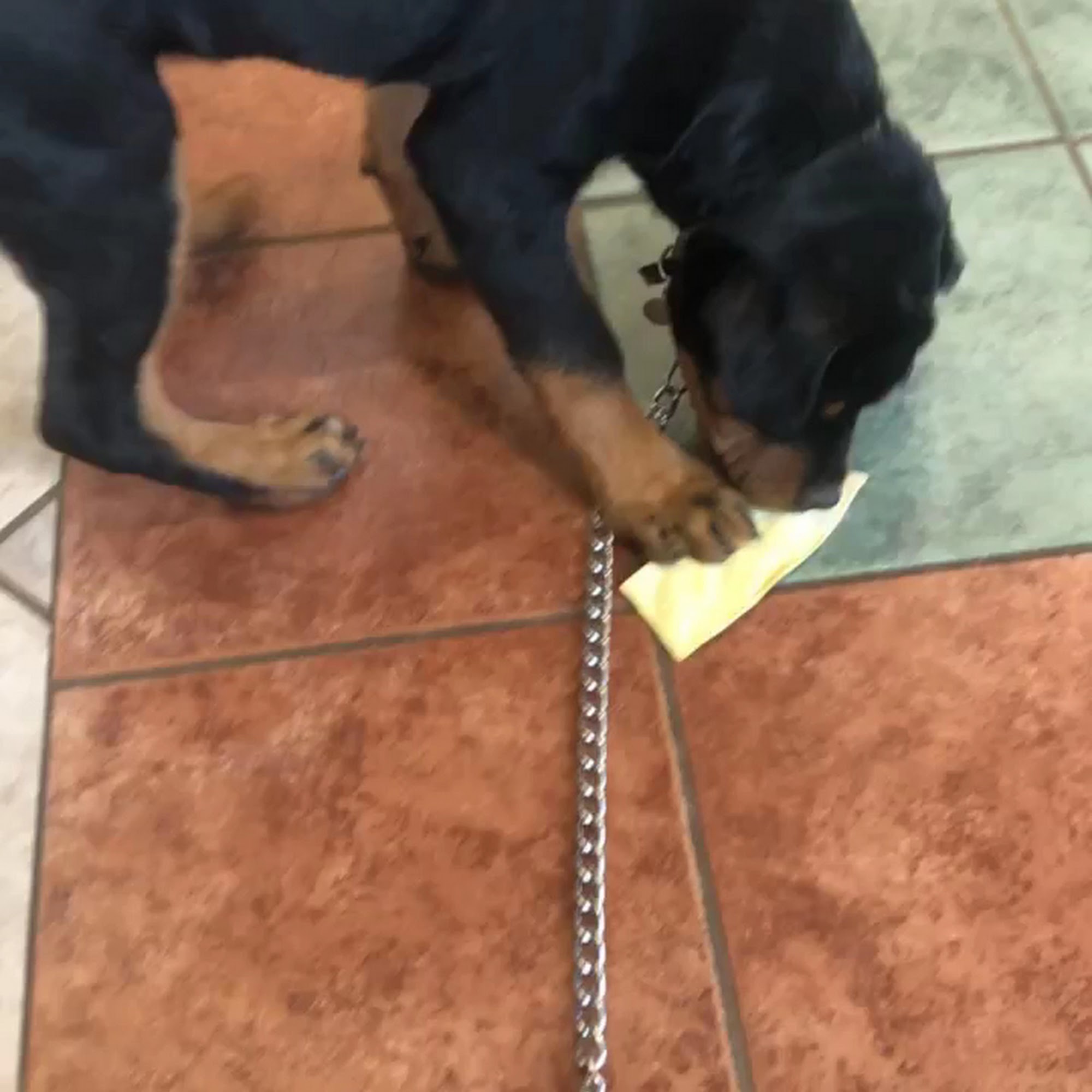 Creekside Animal Hospital Cumming