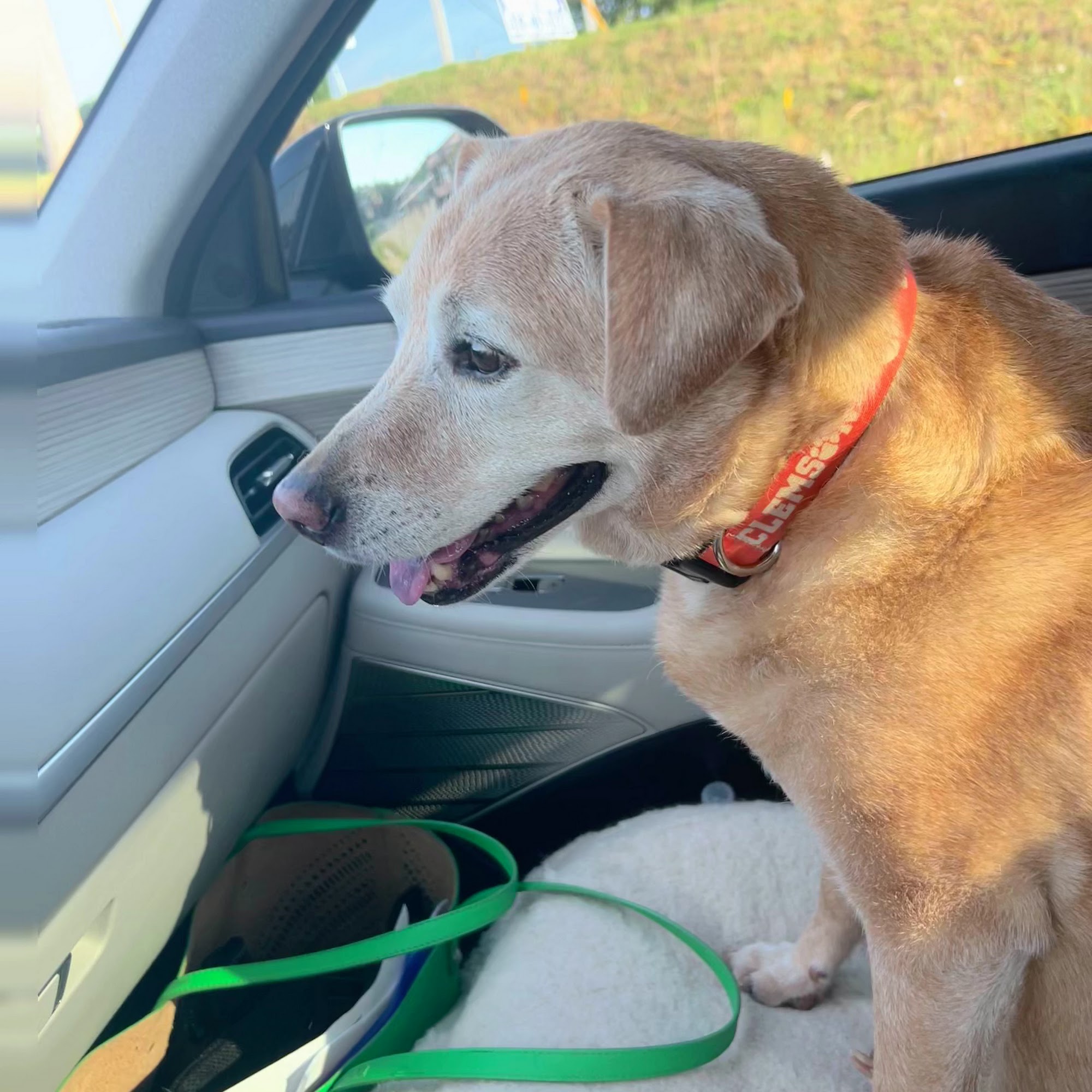 Forsyth Animal Hospital Cumming