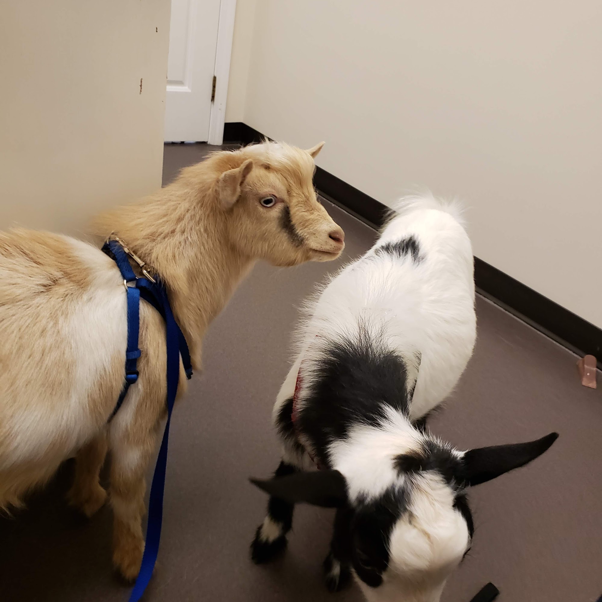 Tri-County Animal Hospital Cumming