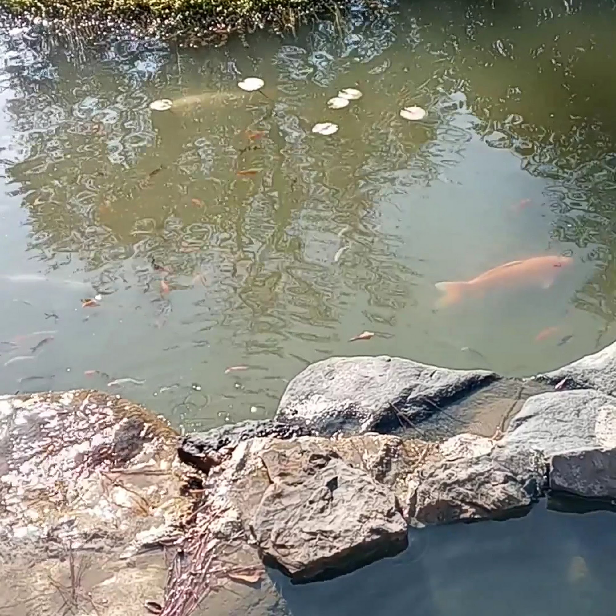 Furkids Animal Rescue & Shelters -Headquarters and Cat Shelter Cumming