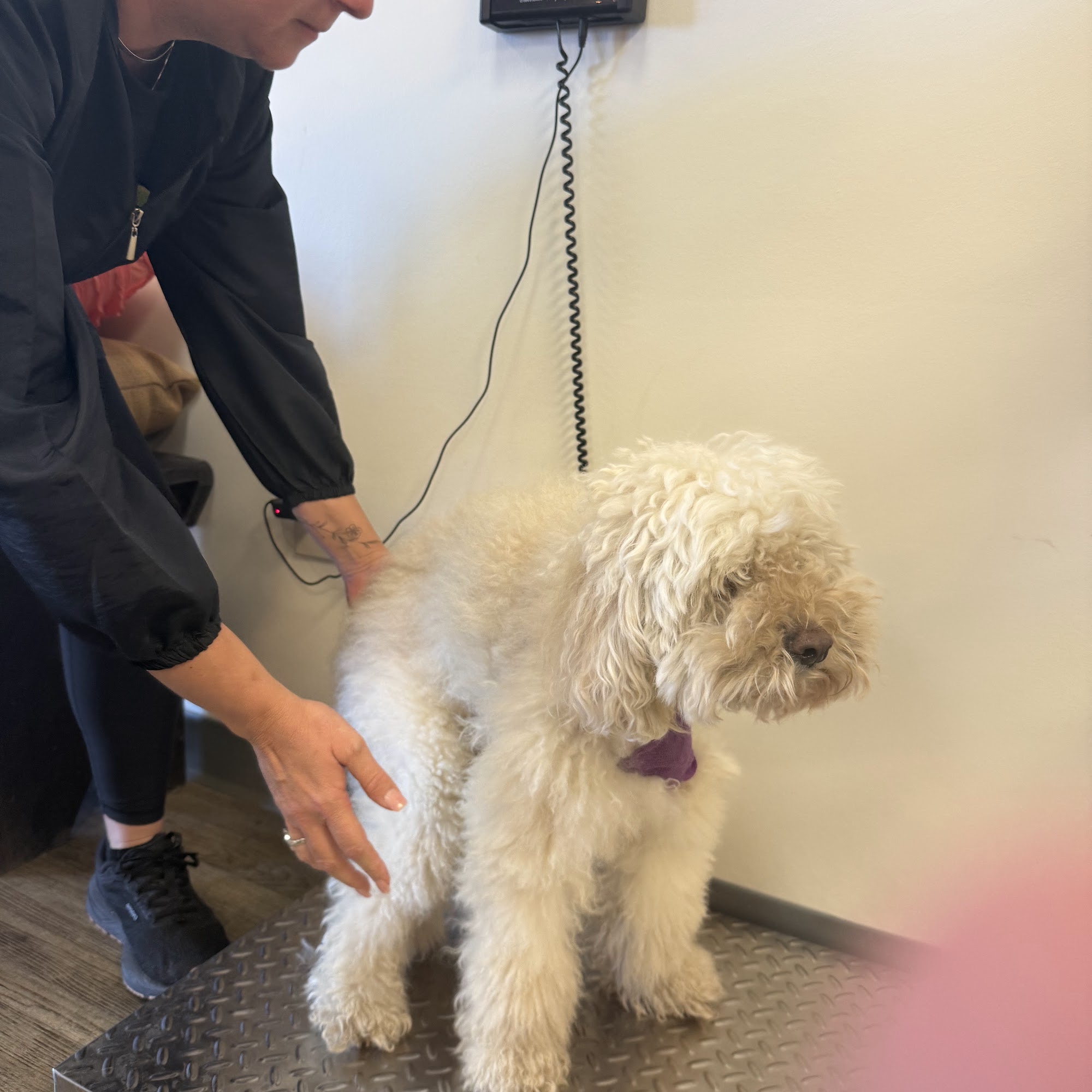 Dixie's Pet Spa & Boutique, LLC Cumming