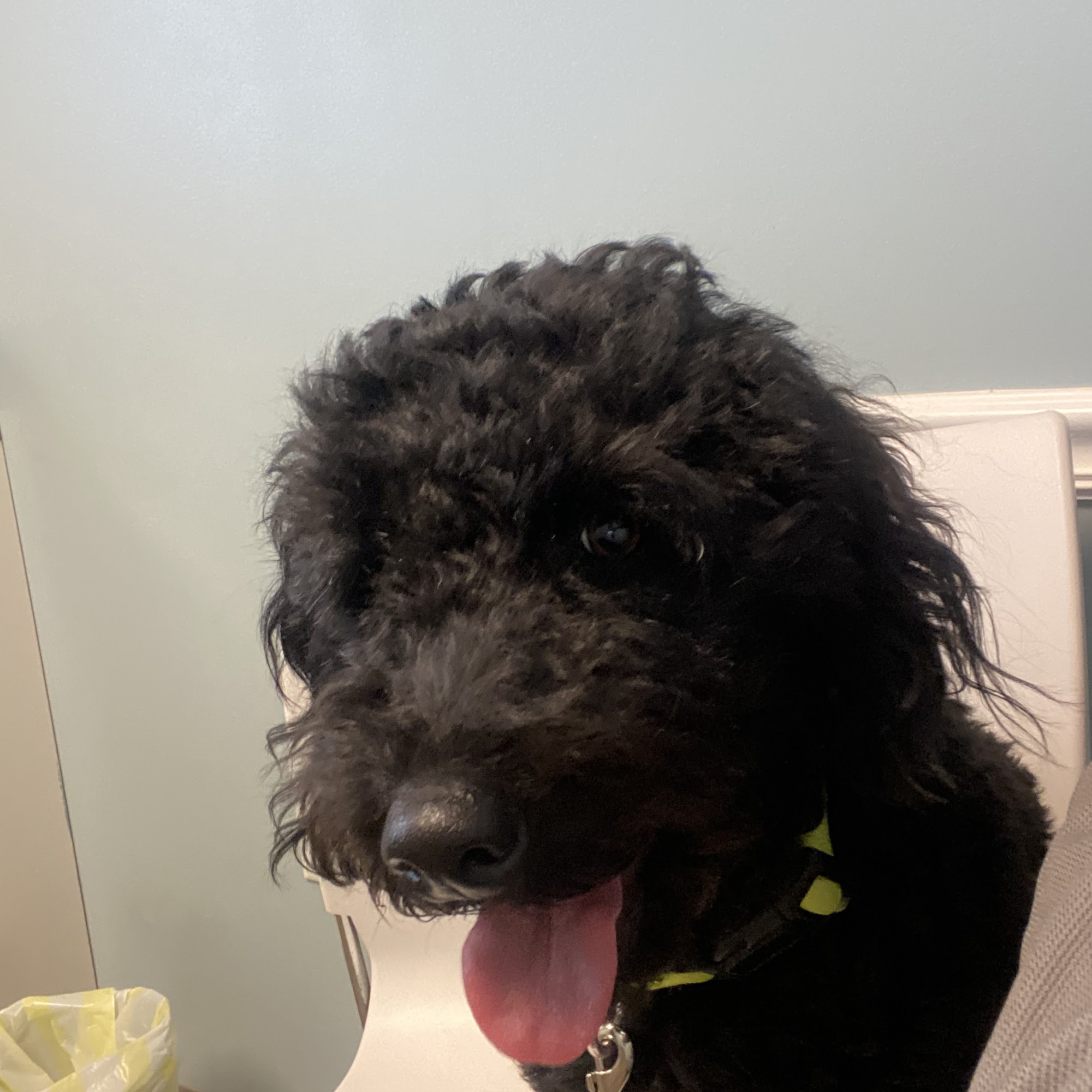 easyvet Veterinarian Cumming Cumming