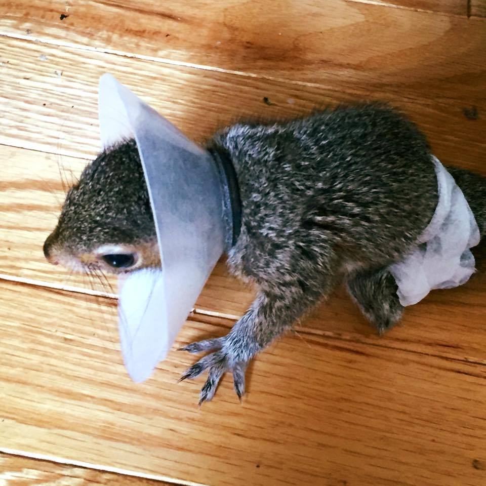 Shadow Tail Wildlife