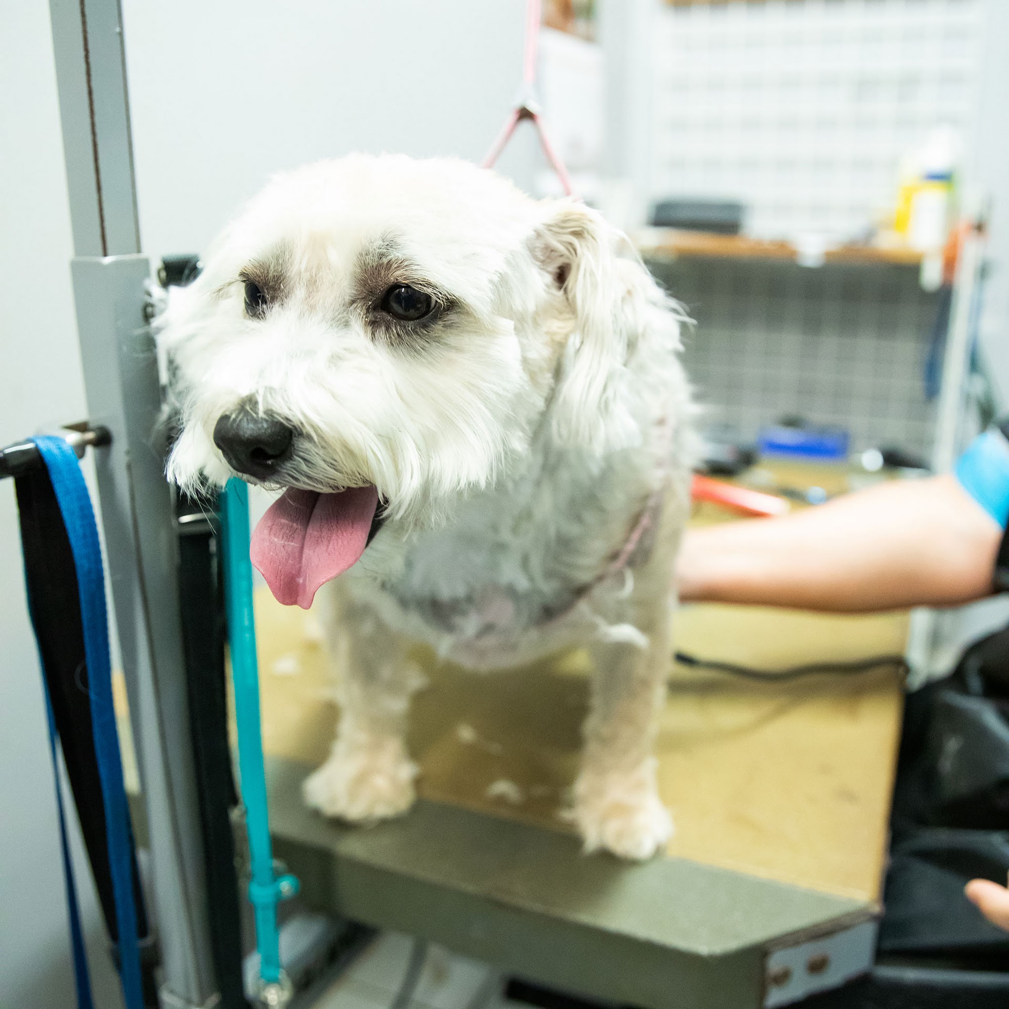 Hog Mountain Animal Hospital Dacula