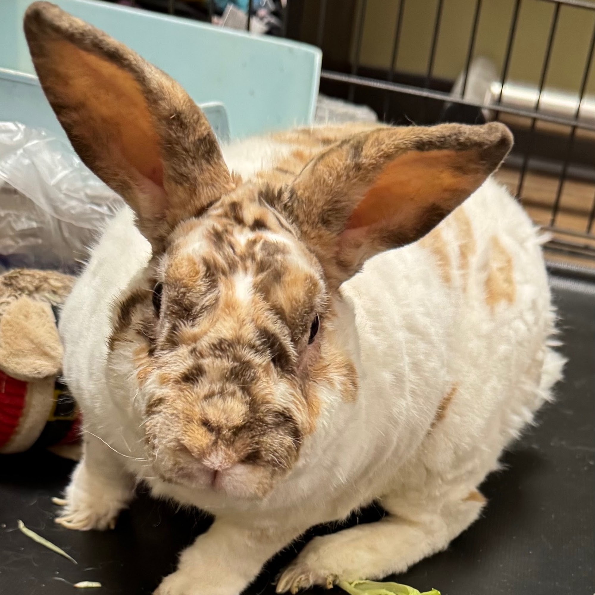 Hamilton Plaza Animal Hospital Dacula