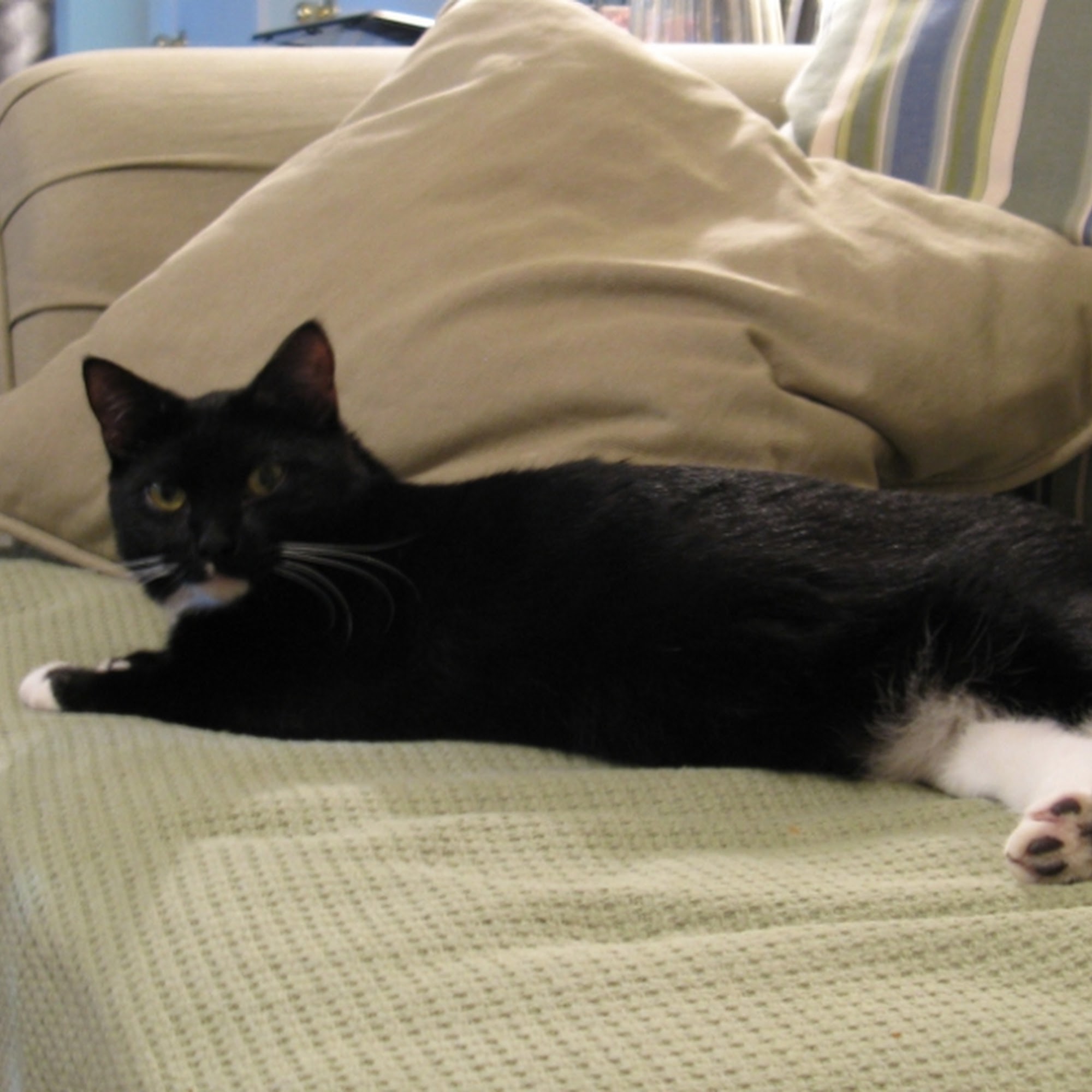 Apalachee Ridge Animal Hospital Dacula