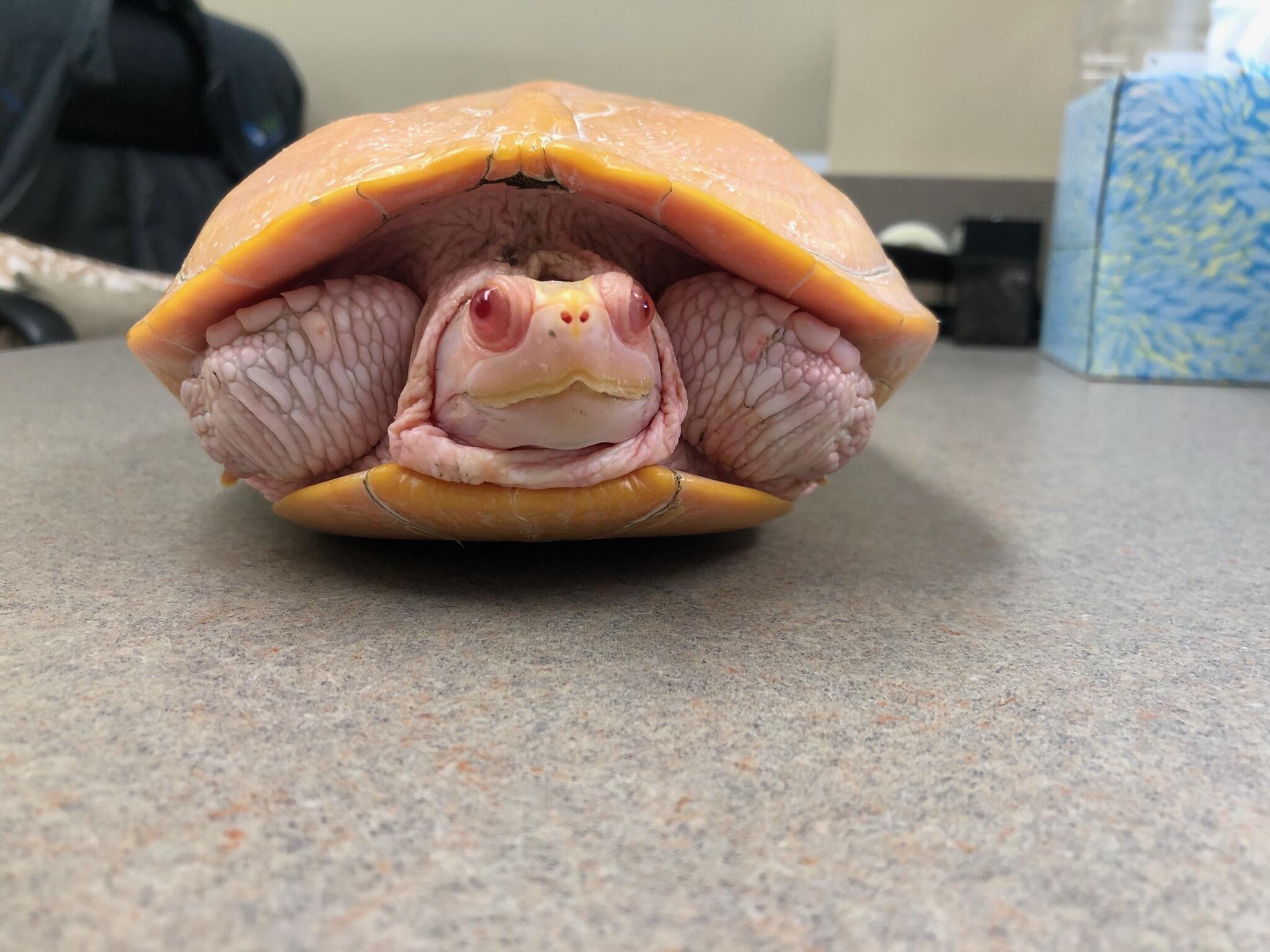 Apalachee Ridge Animal Hospital Dacula