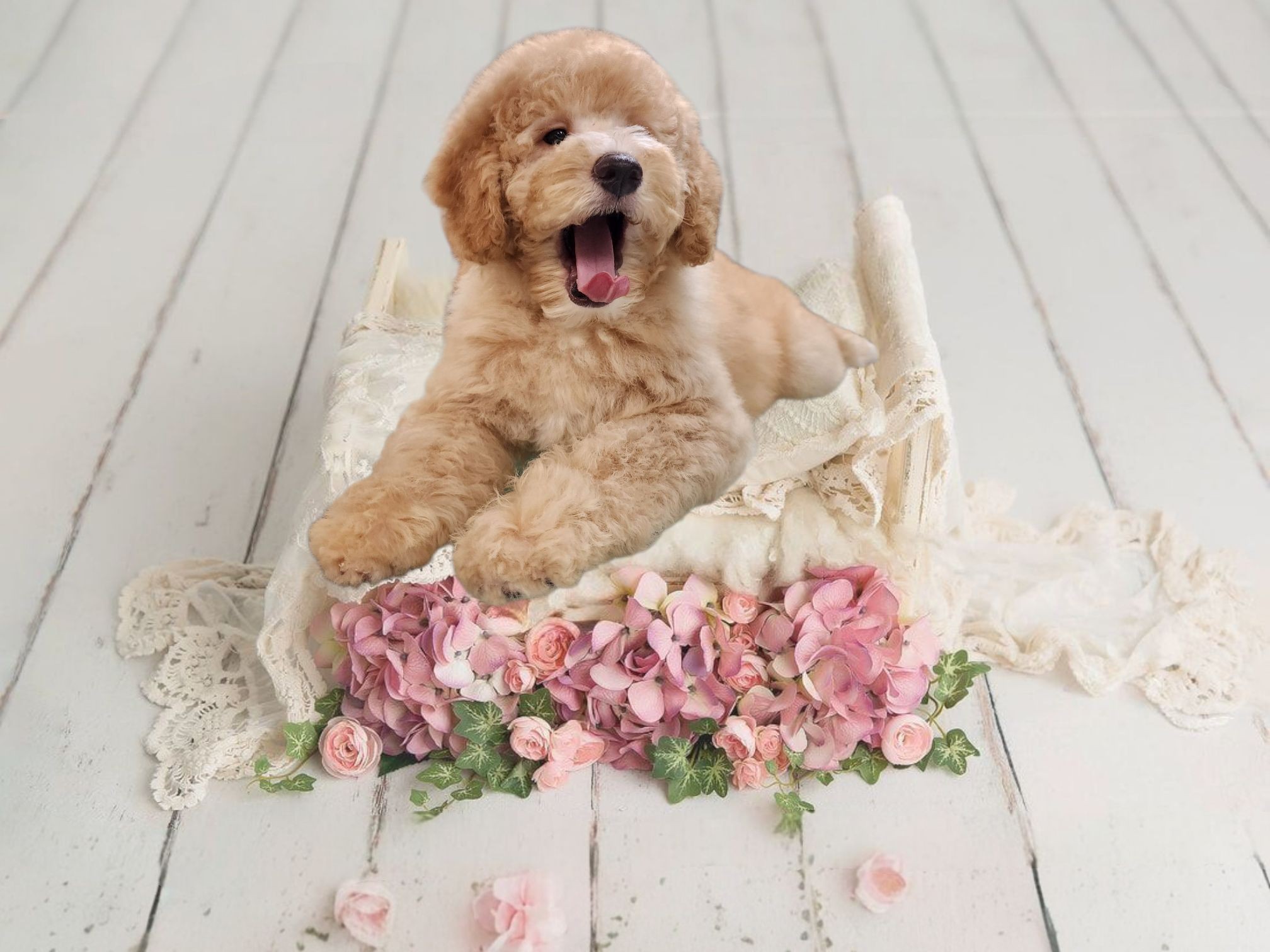 Indian Shoals Pet Resort & Grooming Salon Dacula