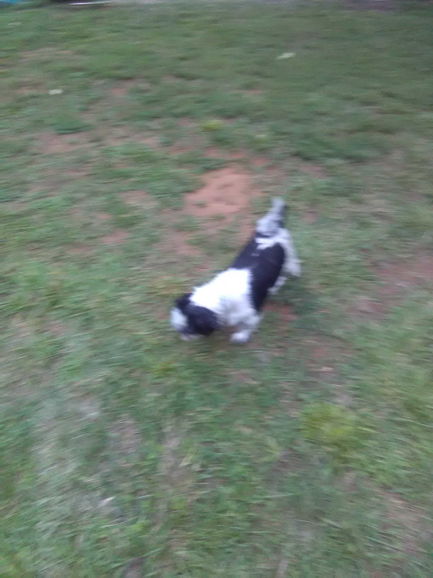 Grooming Fairy Dacula