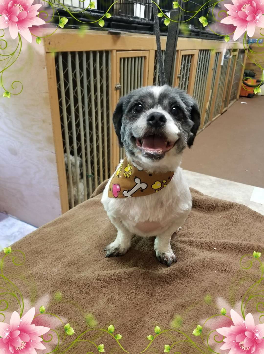 Peewee Grooming Dahlonega