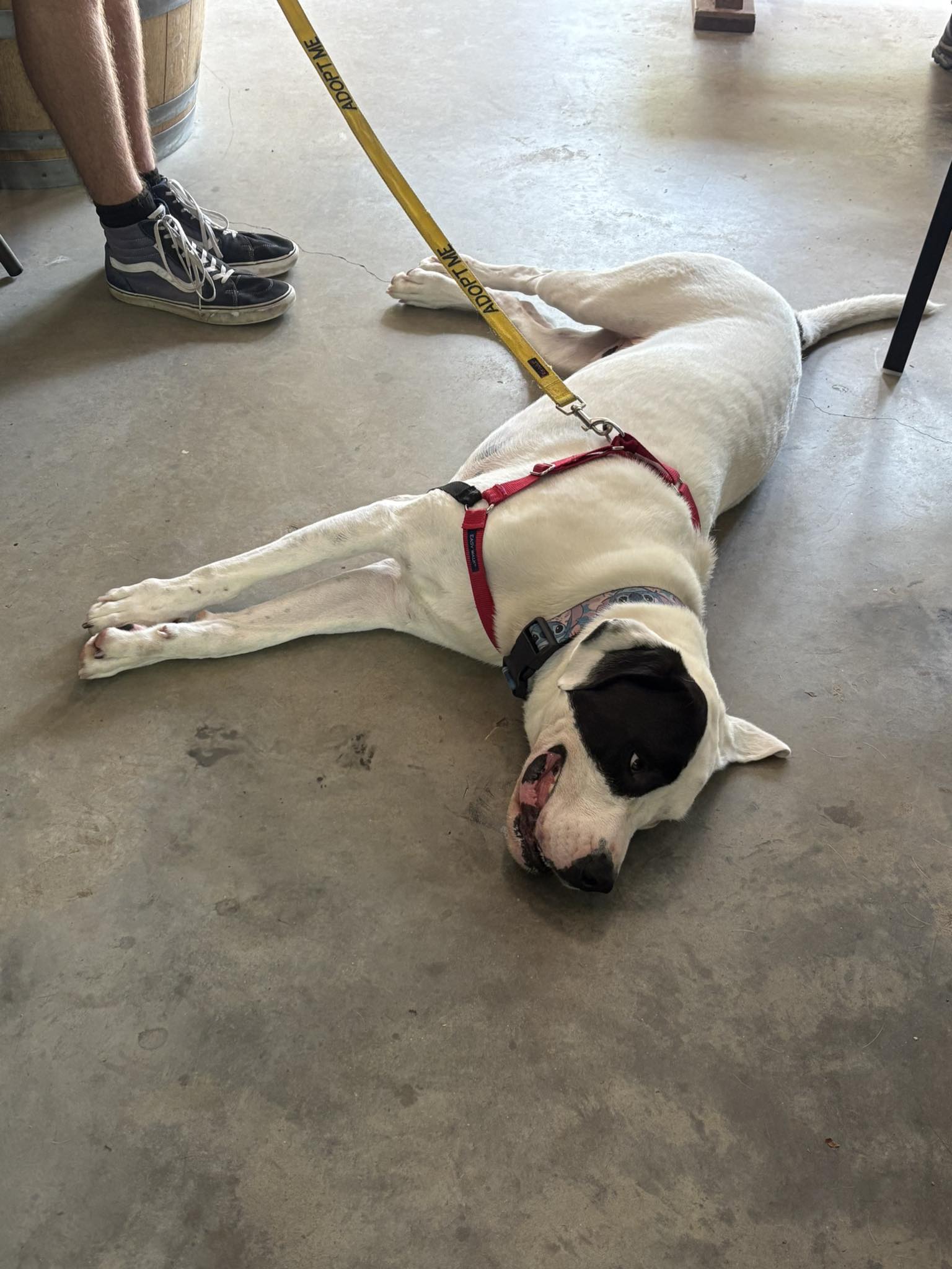 52 West Brewing Dahlonega