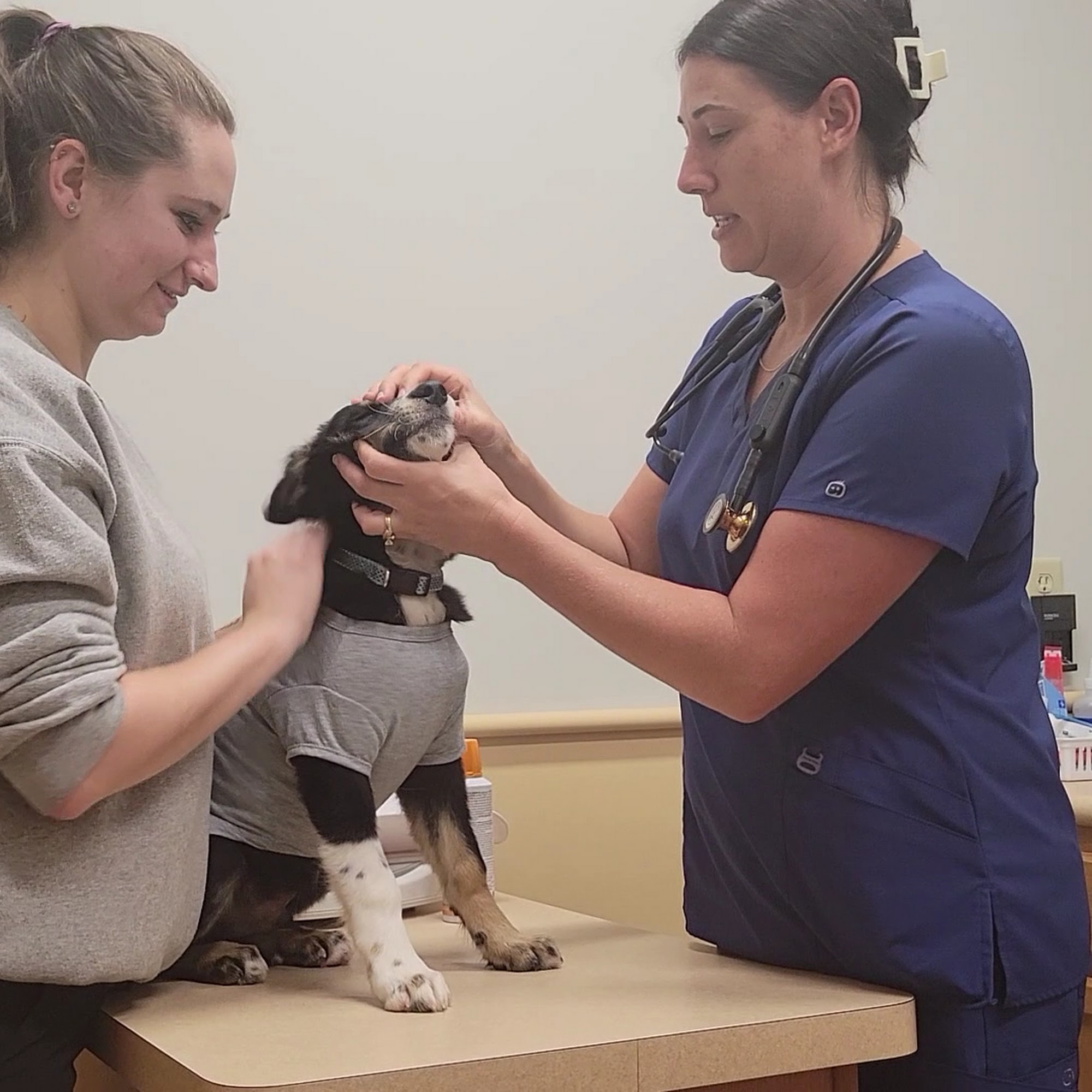 New Georgia Animal Hospital Dallas