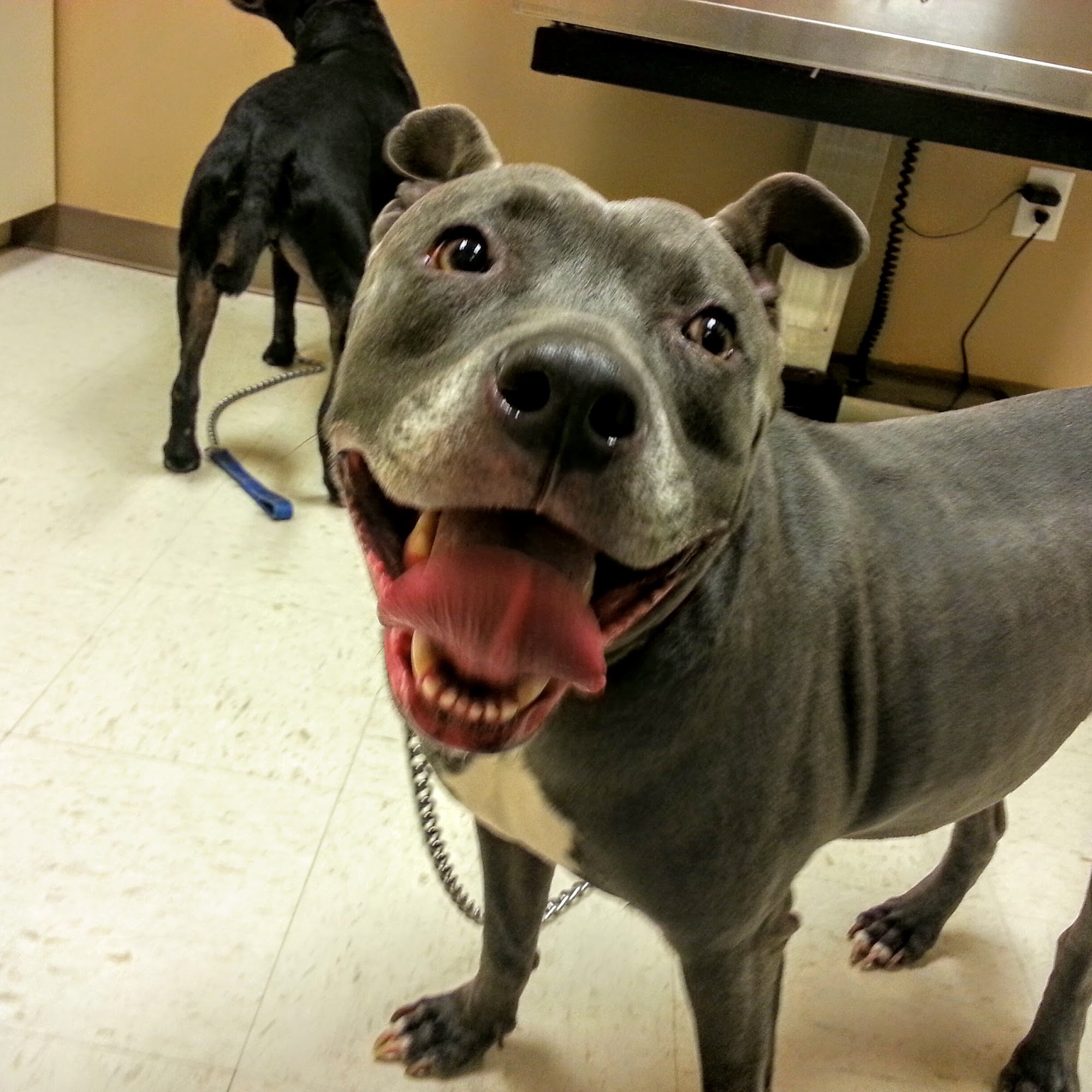 New Hope Animal Hospital - GA Dallas