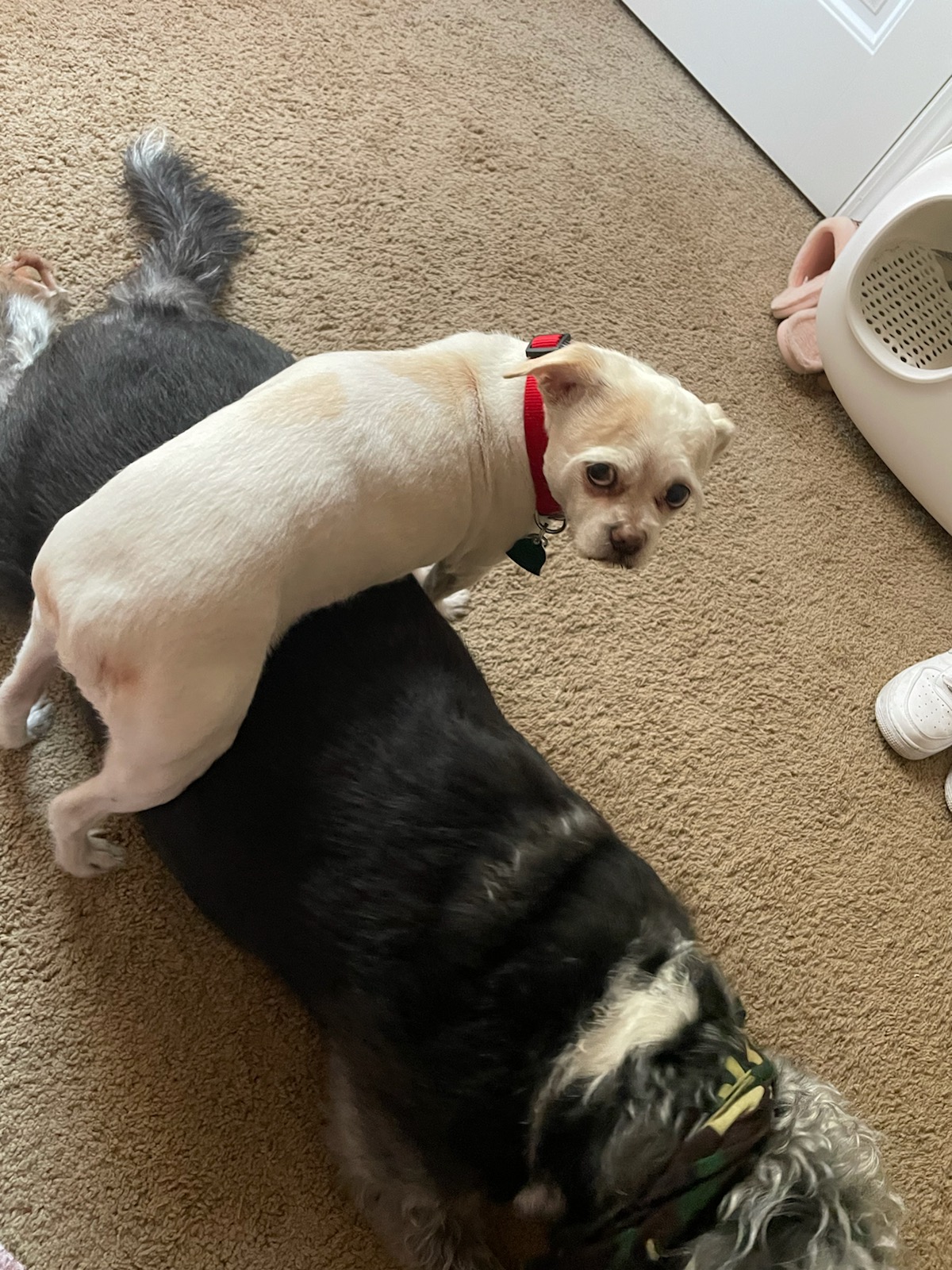 New Hope Animal Hospital - GA Dallas