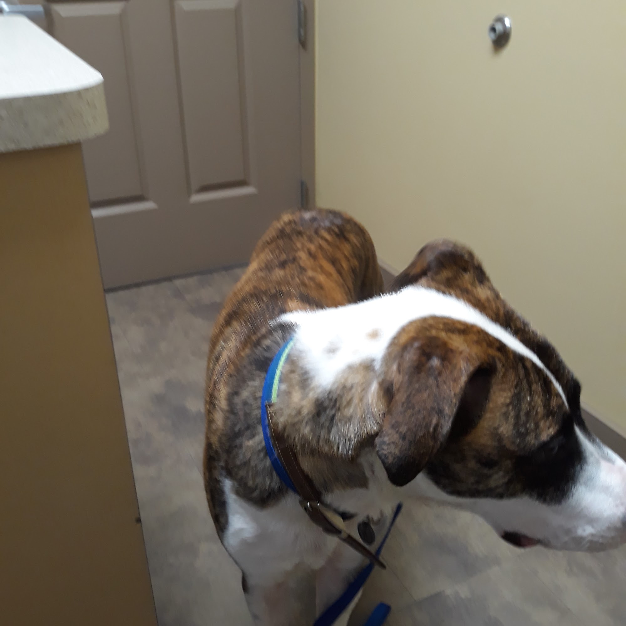 East Paulding Animal Hospital Dallas