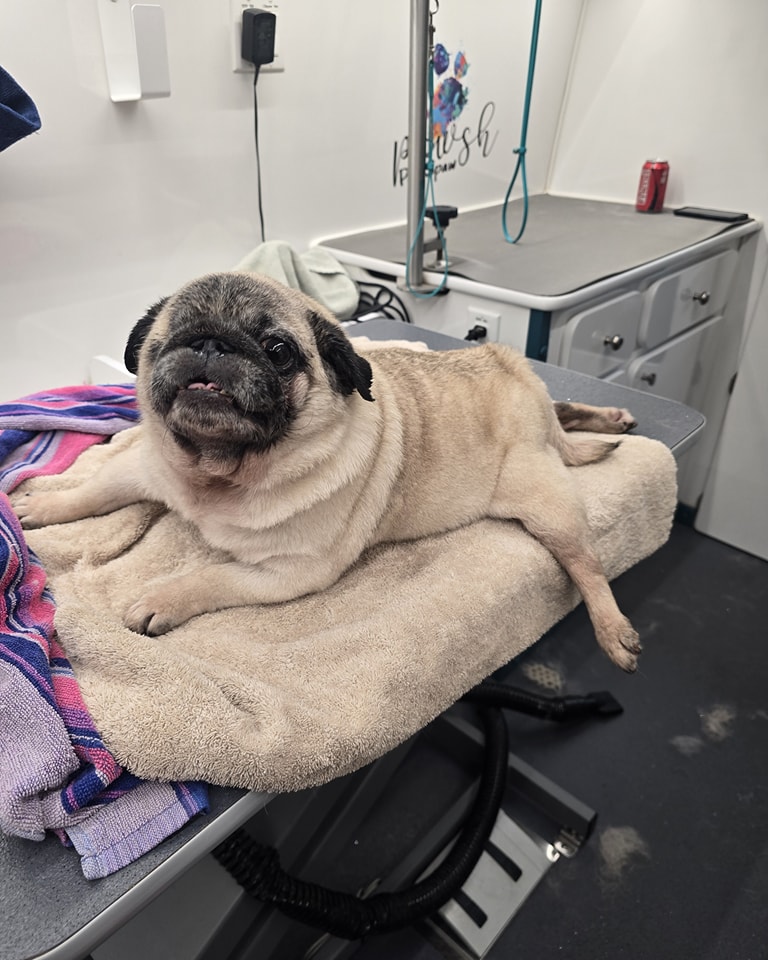 Pawsh Pet Spaw Dallas