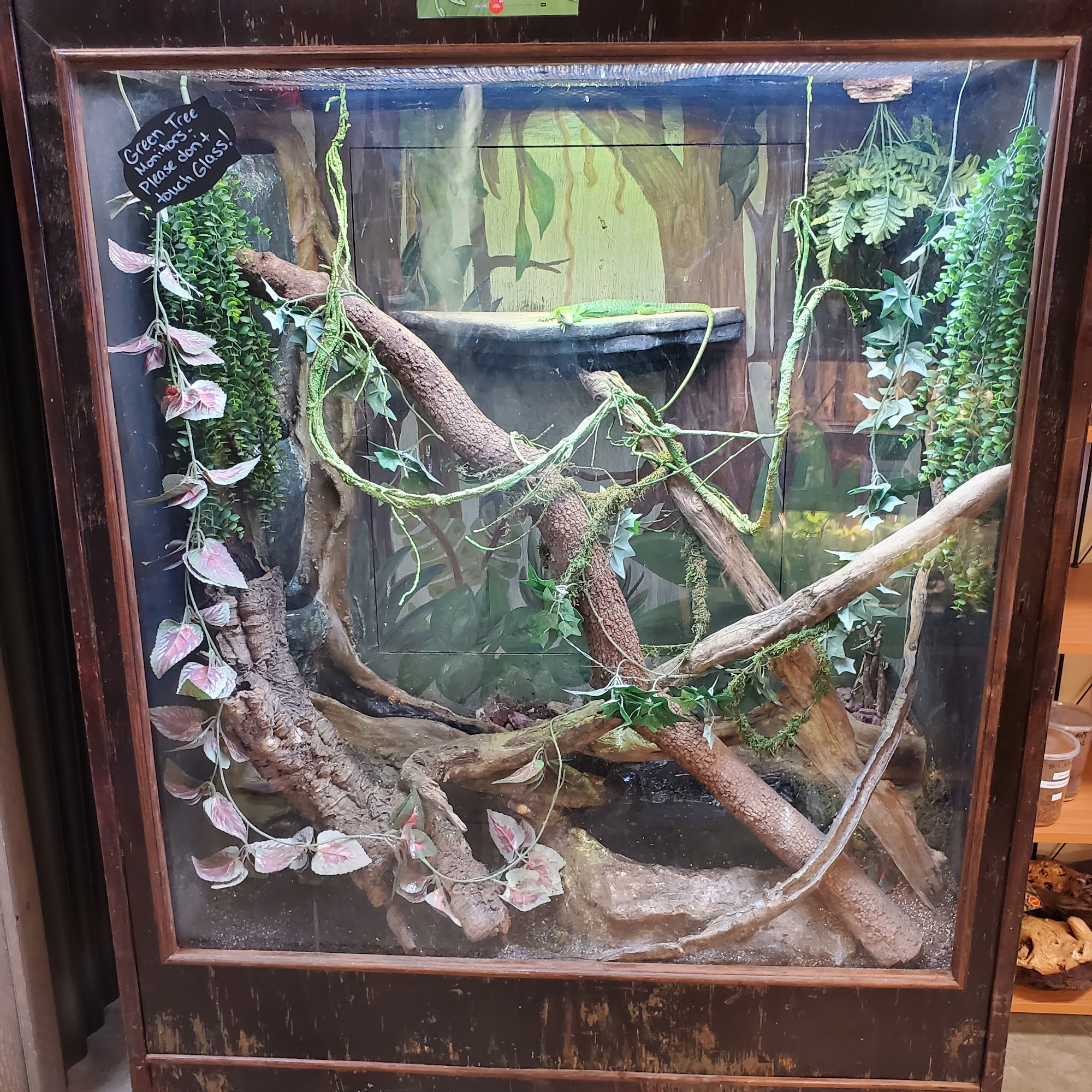 Exotic Envy Reptiles Dallas