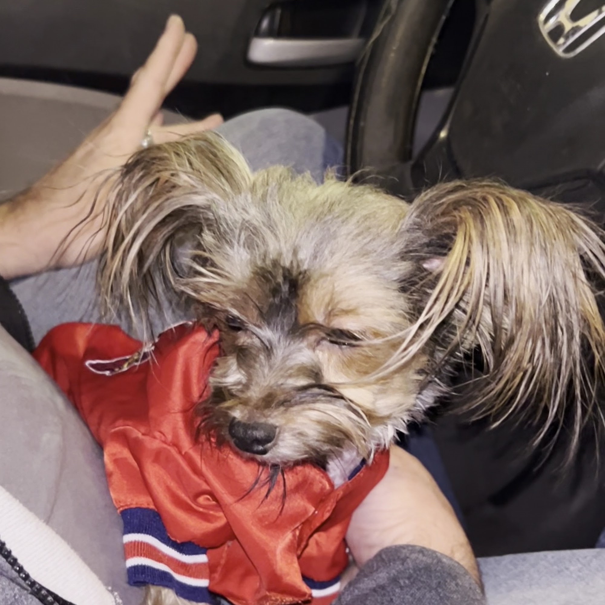 Walmart Pet Services Dallas