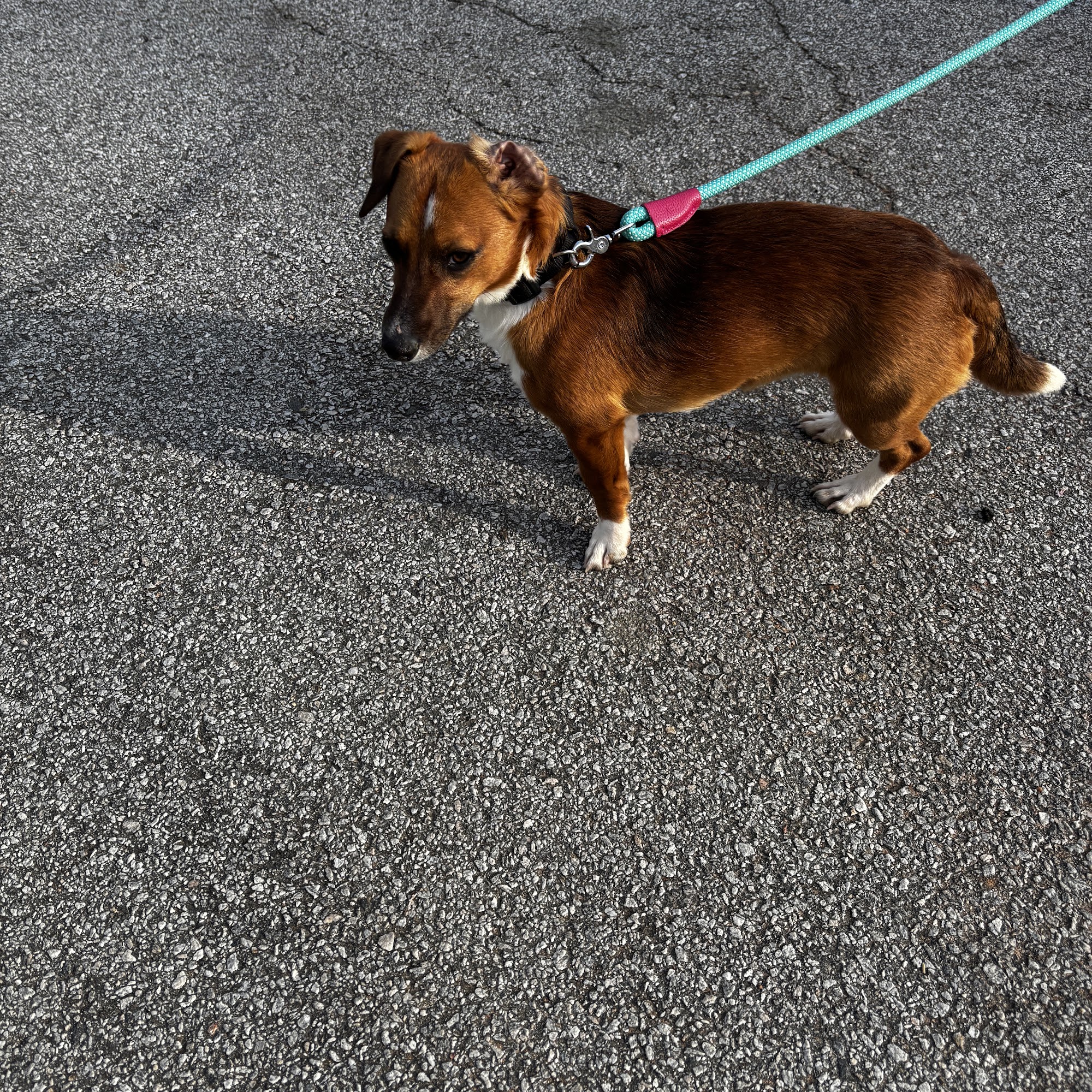 Jennifer's Pet Rescue, Inc. Dallas