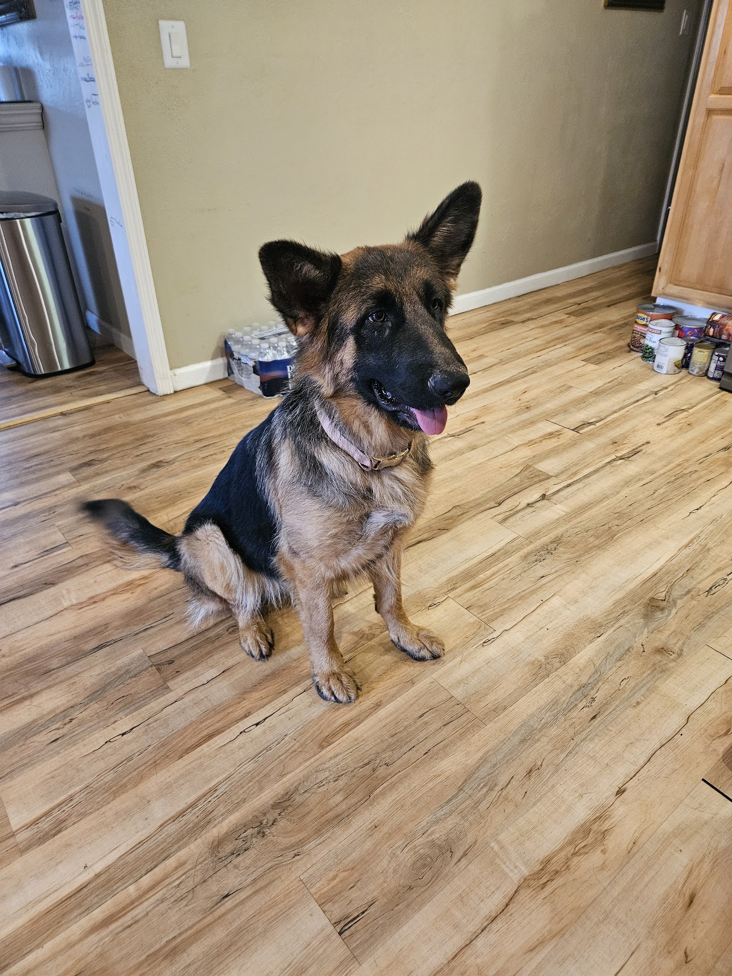 Animal Hospital of Whitfield County Dalton