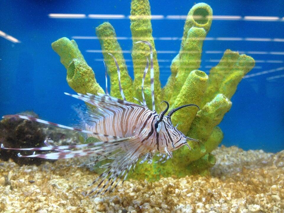 Petco Grooming Dalton