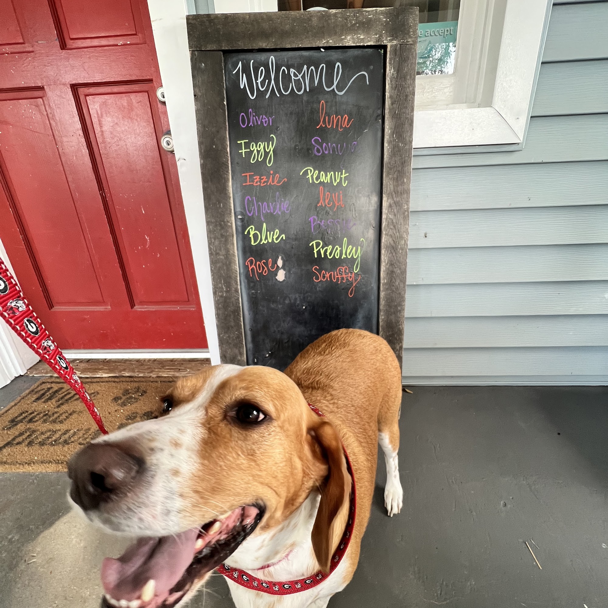 Madison Animal Hospital Danielsville